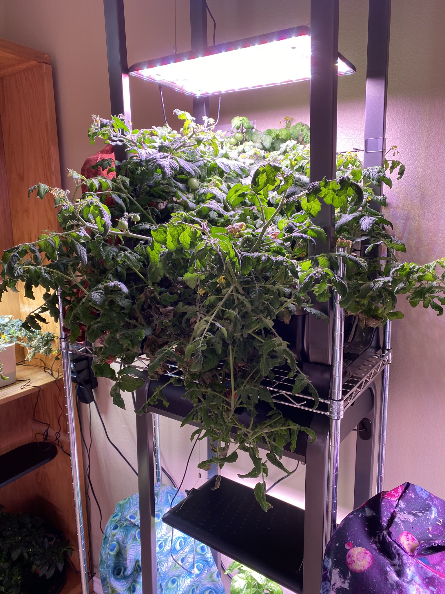 Update #8: Took out the strawberries, which were drying out and starting to die. The habanero also died suddenly. The rest …
