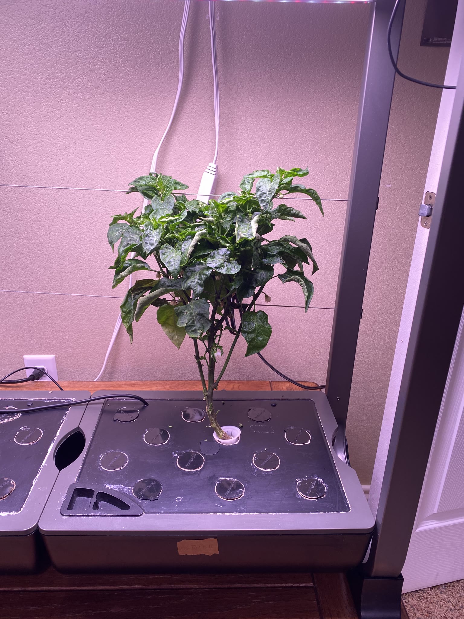 Update #10: Been a while since my last update!! It's been busy as always around here. Tomatoes!! The sprout is still doing g…