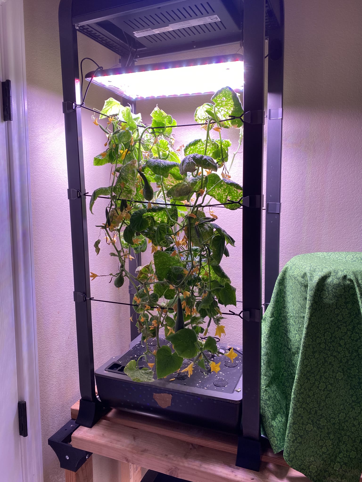 Update #13: Only 4 days in, and it's already been a busy new year!! Finally got a chance to mess with the gardens a bit. The…
