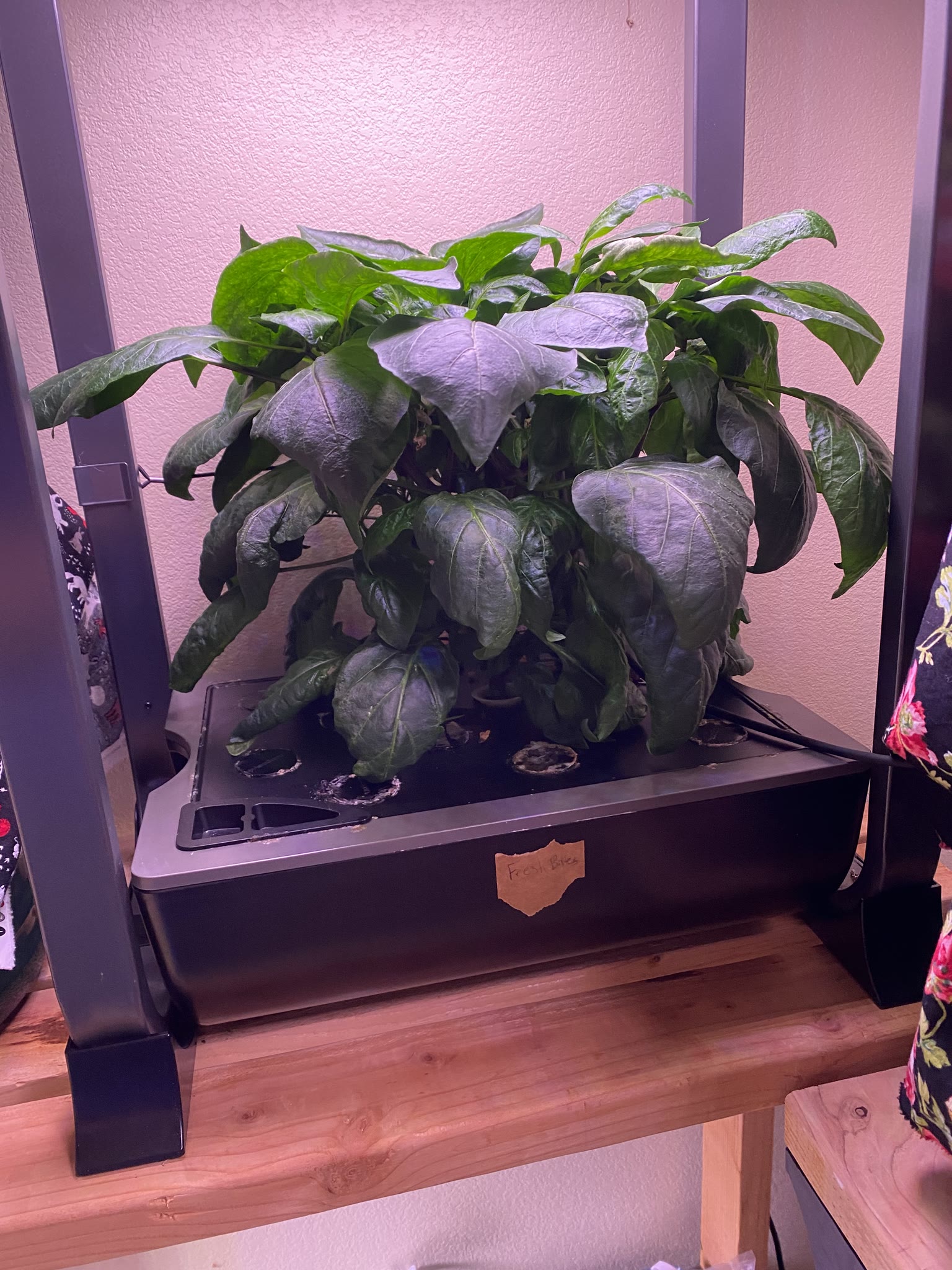 Update #11: Hello fellow AG'ers!! Been a while, between vacation and flipping to the night shift!! The cucumber has gotten h…