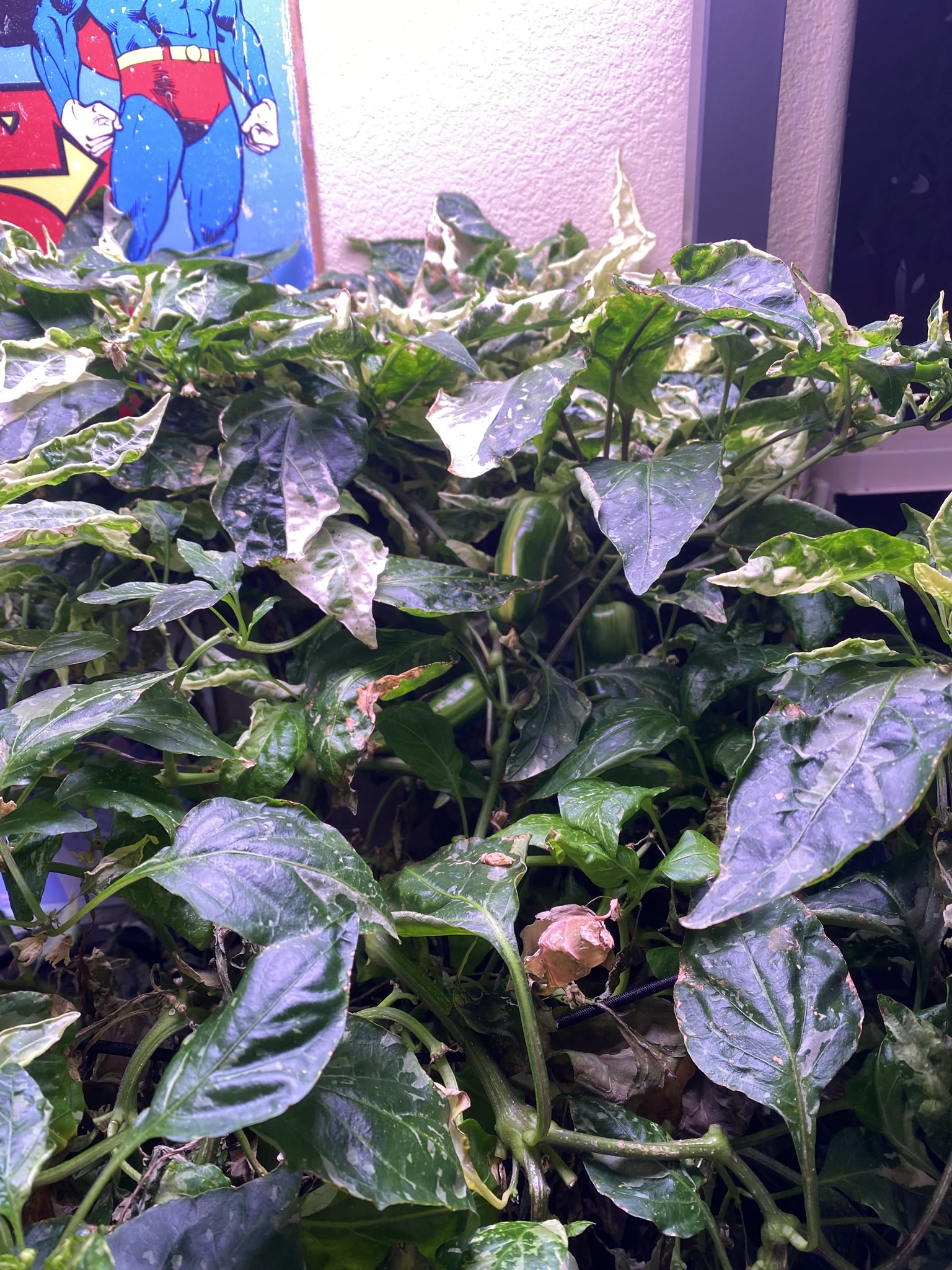 Update #10: Been a while since my last update!! It's been busy as always around here. Tomatoes!! The sprout is still doing g…