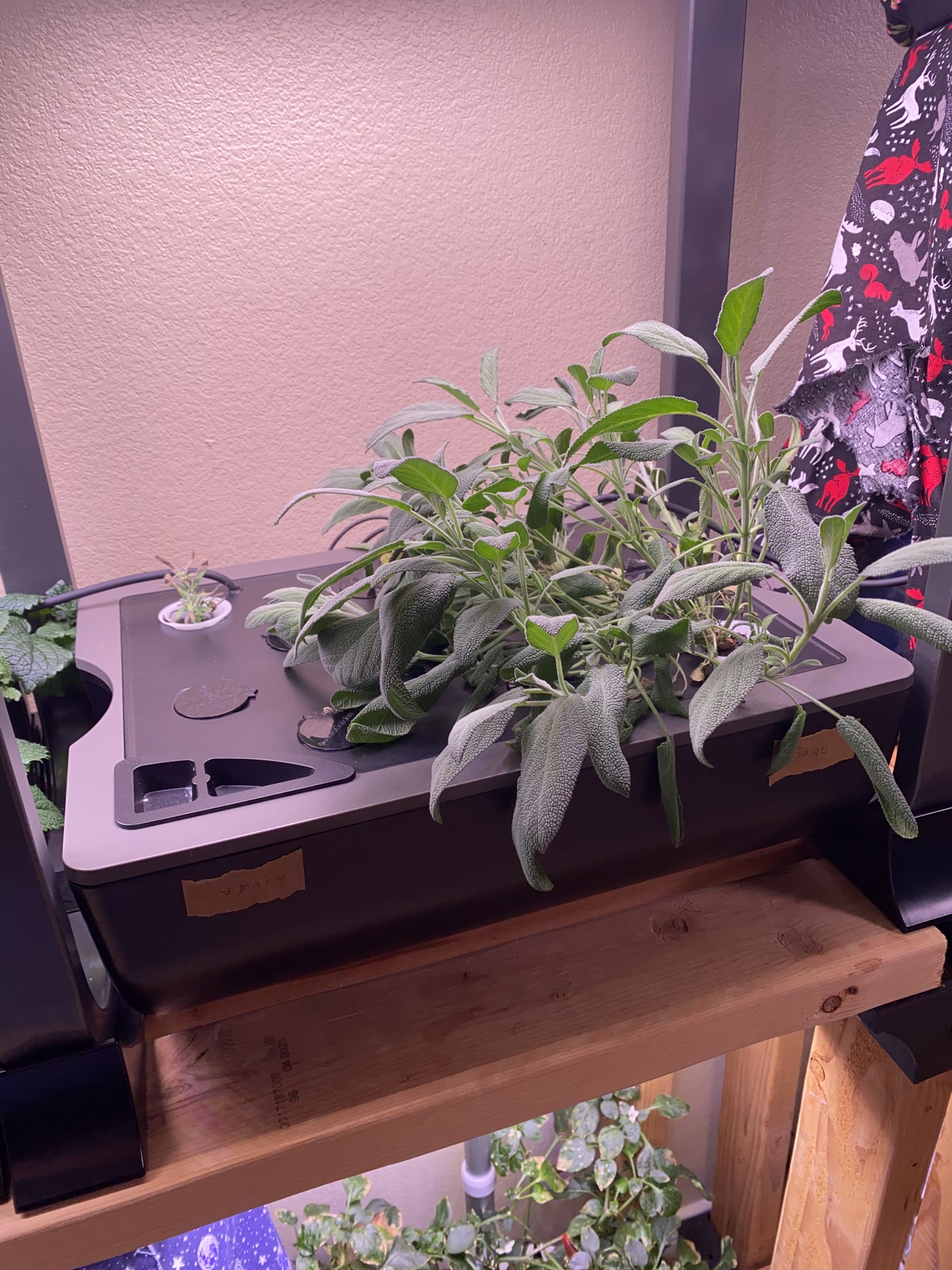 Update #10: Been a while since my last update!! It's been busy as always around here. Tomatoes!! The sprout is still doing g…