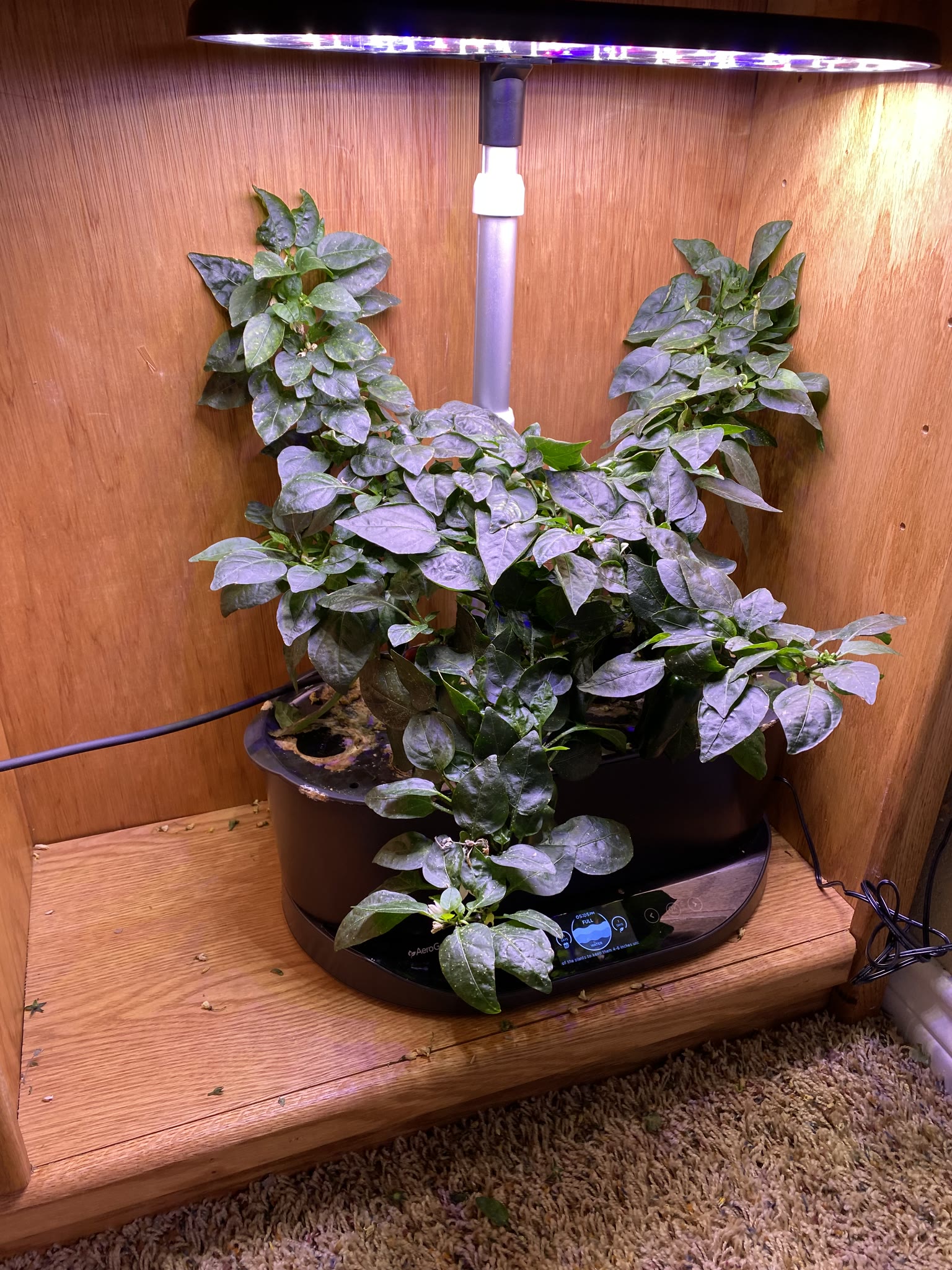 Update #7: The gardens are doing well!! Yesterday I watered and fed everything I wasn't going to replace. Today after I get…
