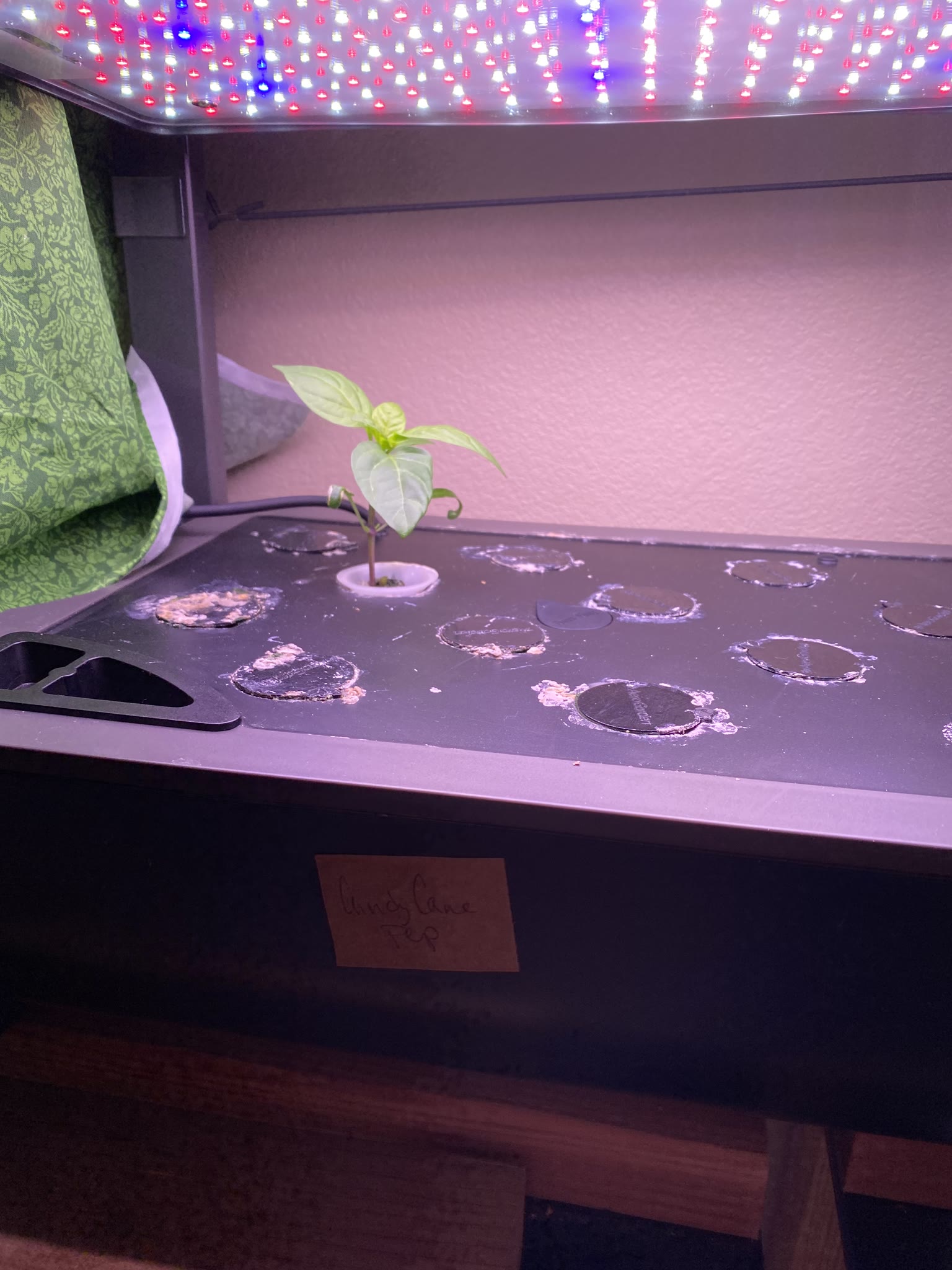 Update #15: Hello fellow AGers!!! Back from a little bit of a break, work continues to send me scurrying all over!! Makes me…