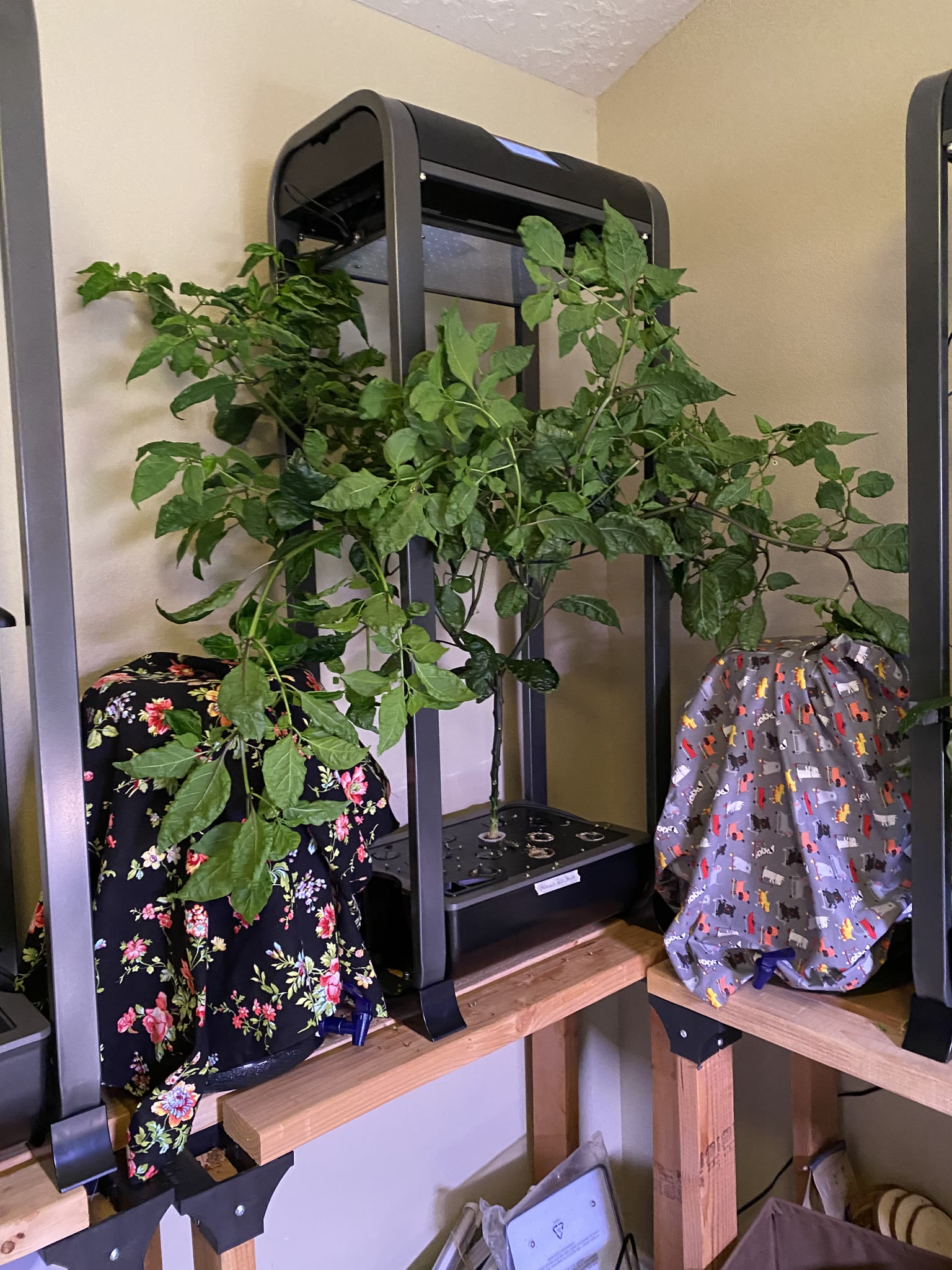 Update #7: The gardens are doing well!! Yesterday I watered and fed everything I wasn't going to replace. Today after I get…