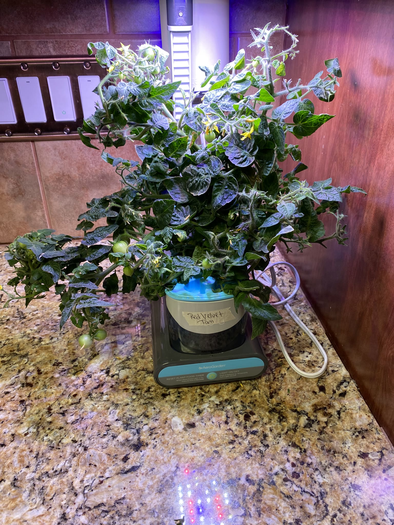 Update #6: Haven't had a ton of opportunity for photos and whatnot, but the gardens are doing really well!!! The strawberri…