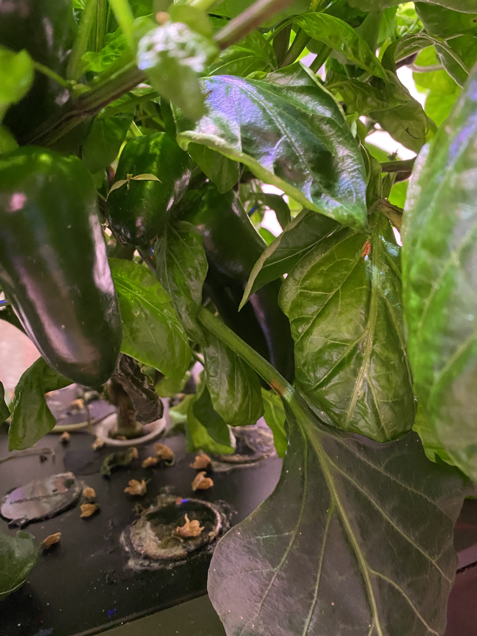 Update #13: Only 4 days in, and it's already been a busy new year!! Finally got a chance to mess with the gardens a bit. The…