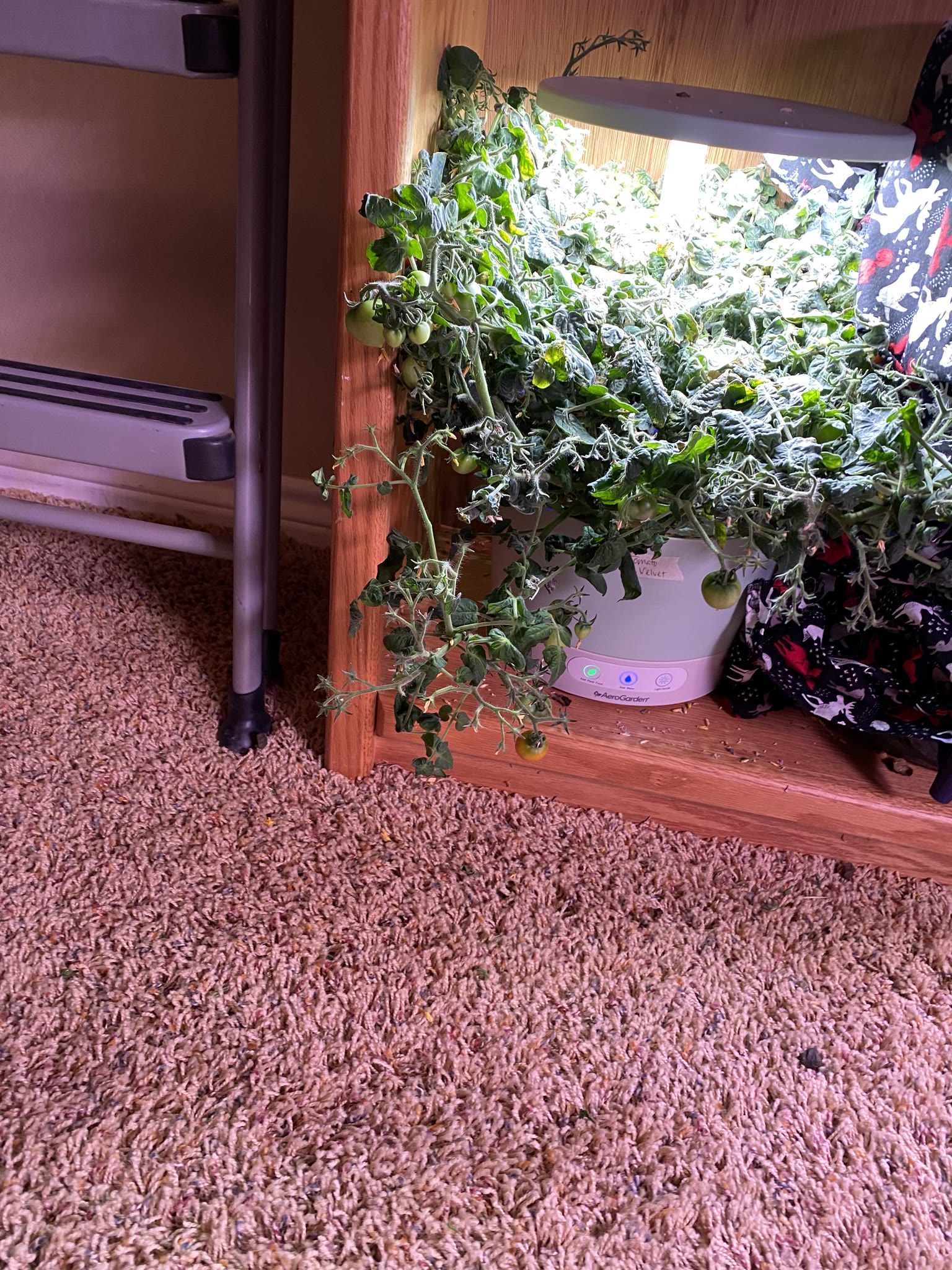 Update #7: The gardens are doing well!! Yesterday I watered and fed everything I wasn't going to replace. Today after I get…
