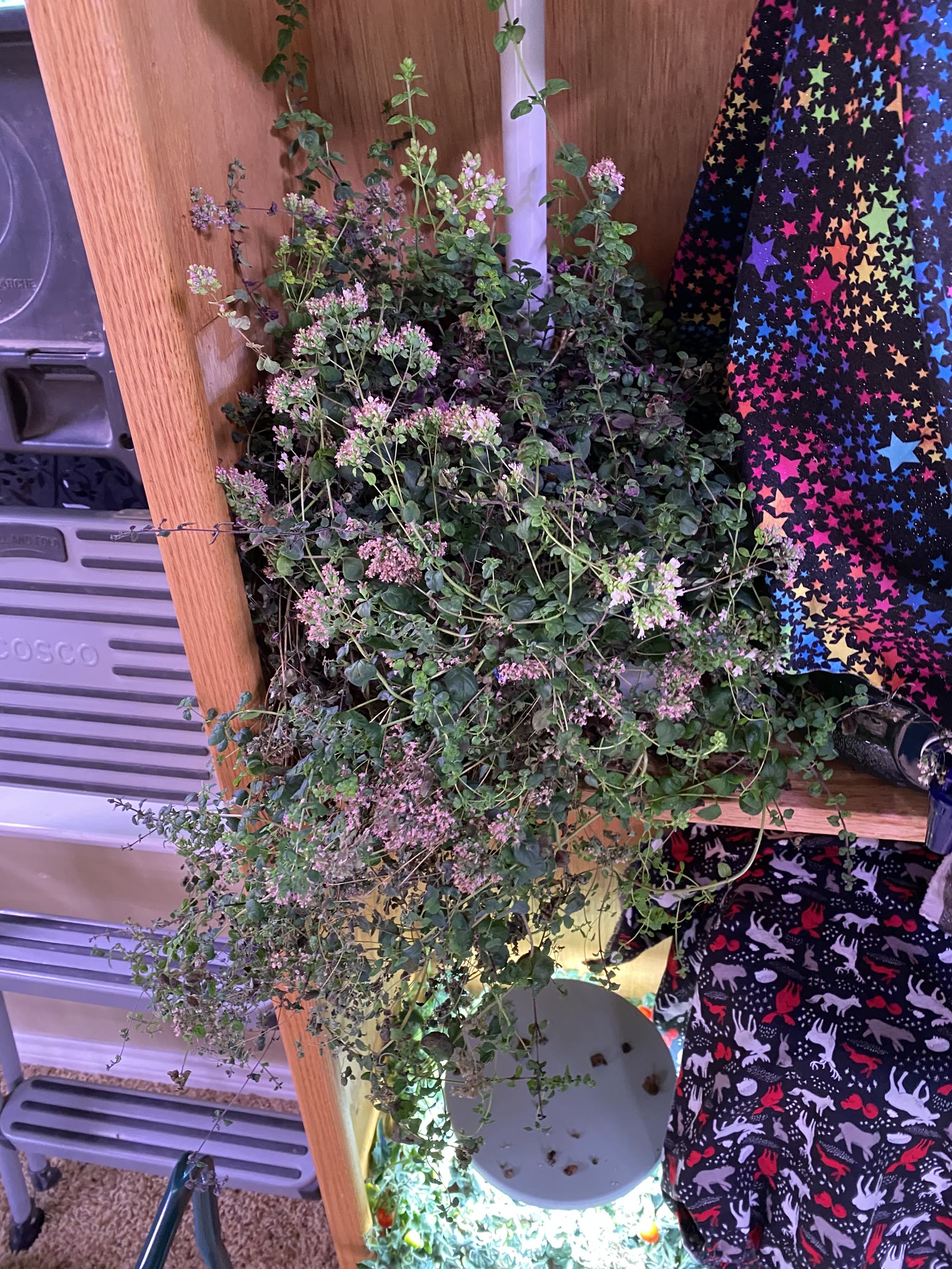 Update #8: Took out the strawberries, which were drying out and starting to die. The habanero also died suddenly. The rest …