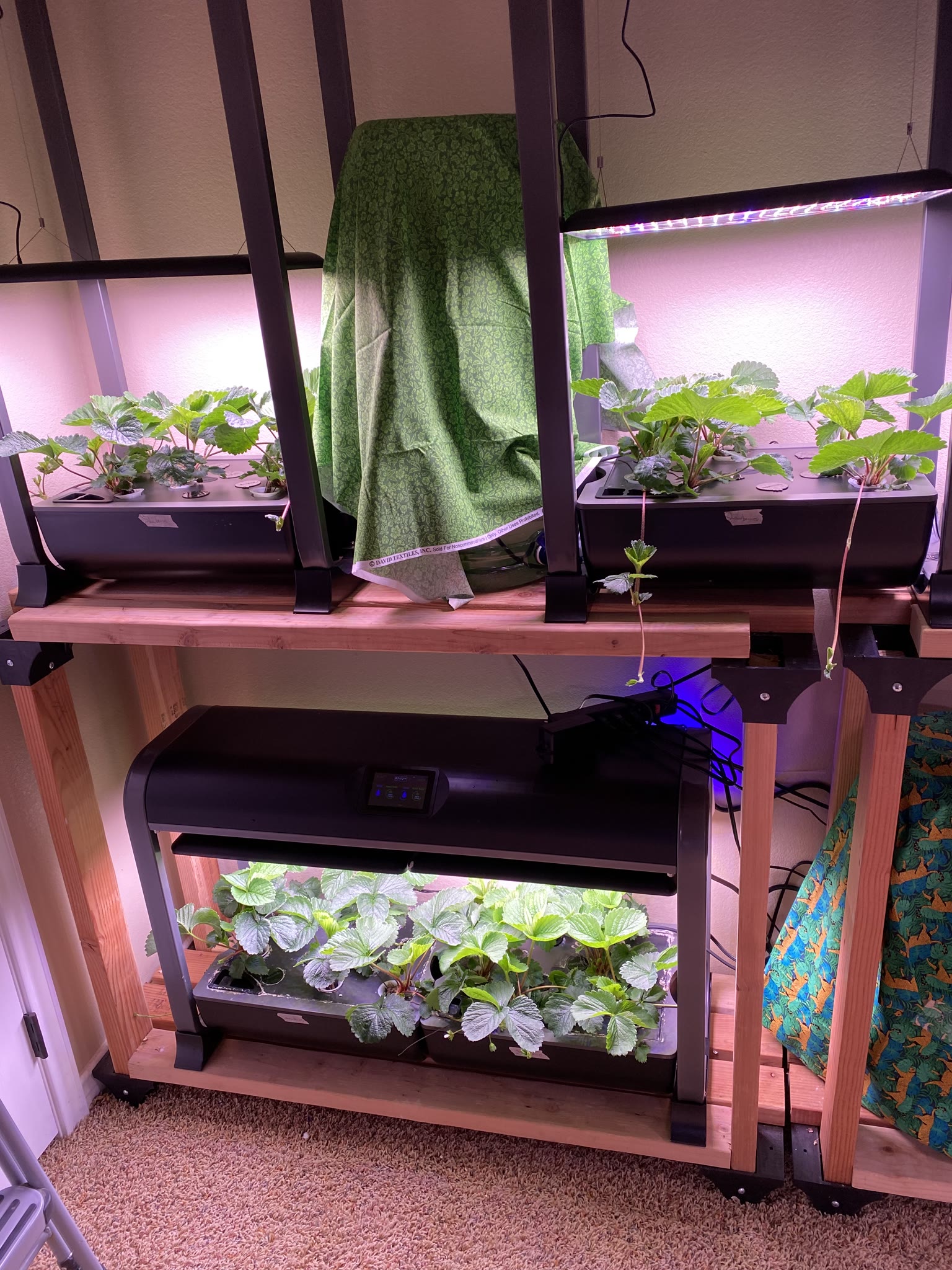 Update #4: It's been a busy several weeks, but the gardens are mostly doing well!! Tomatoes: Re-planted the dill and rosema…