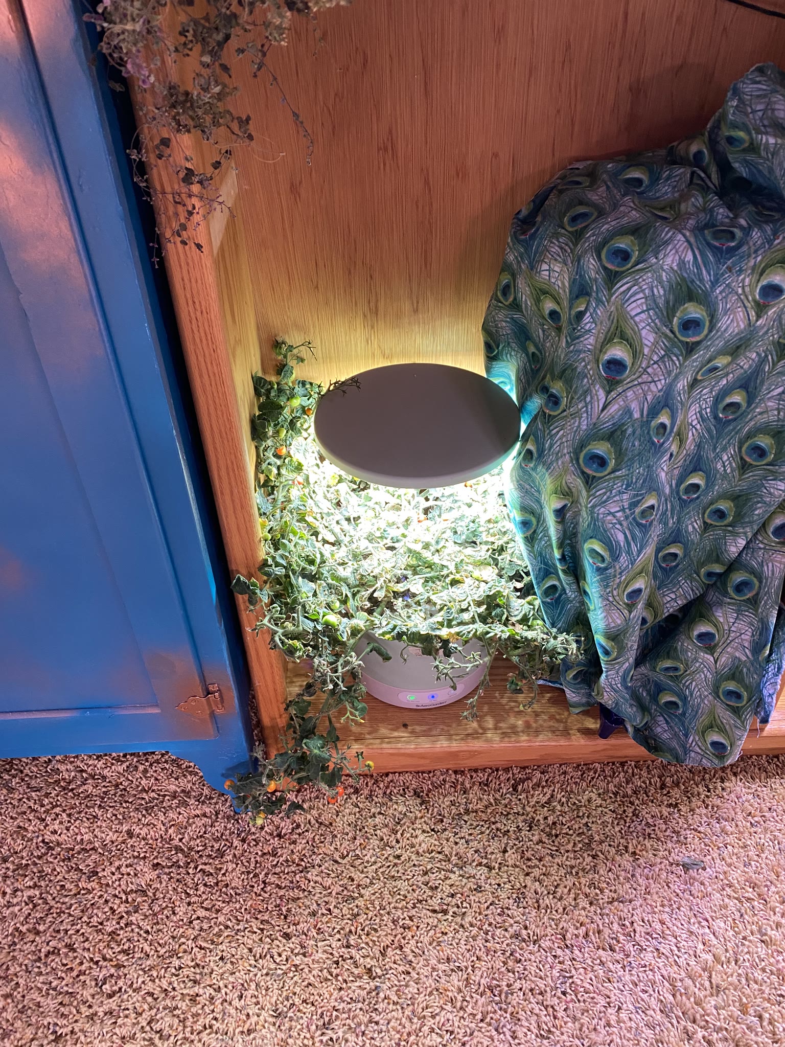Update #11: Hello fellow AG'ers!! Been a while, between vacation and flipping to the night shift!! The cucumber has gotten h…