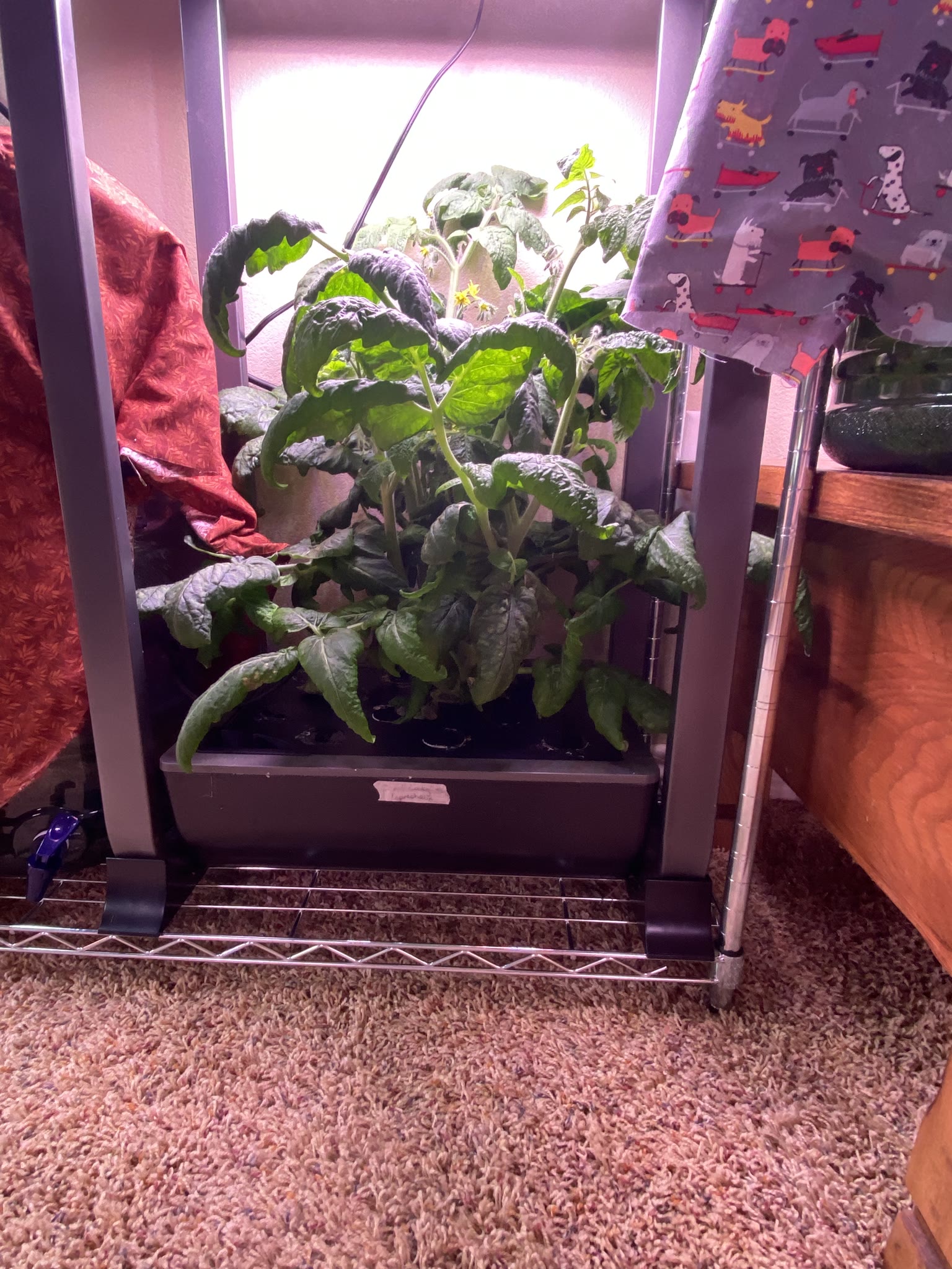 Update #14: Ended and started up a lot of gardens today!! Some of them were actually ended a couple of weeks ago, I just did…