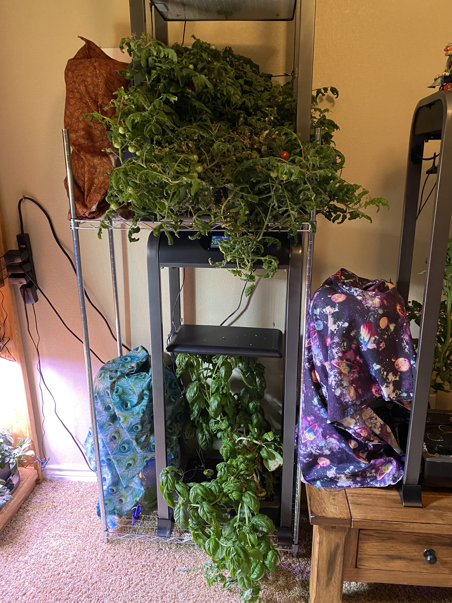 Update #9: The gardens are still mostly doing well!! The sedum pods are all up, though still very small But all of them hav…