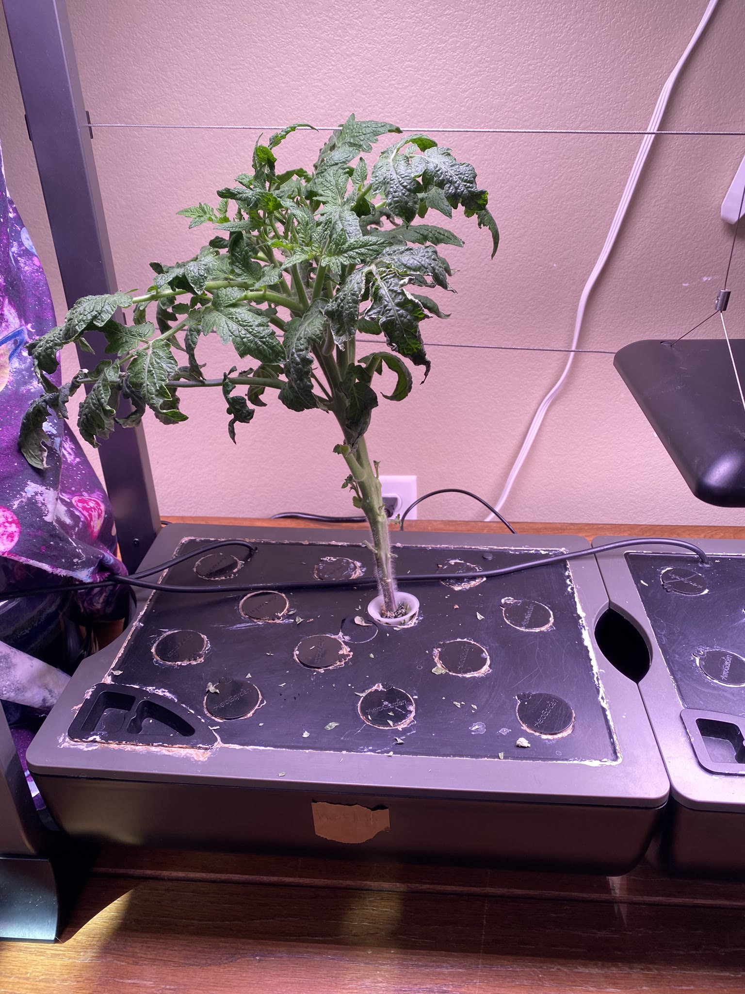 Update #8: Took out the strawberries, which were drying out and starting to die. The habanero also died suddenly. The rest …