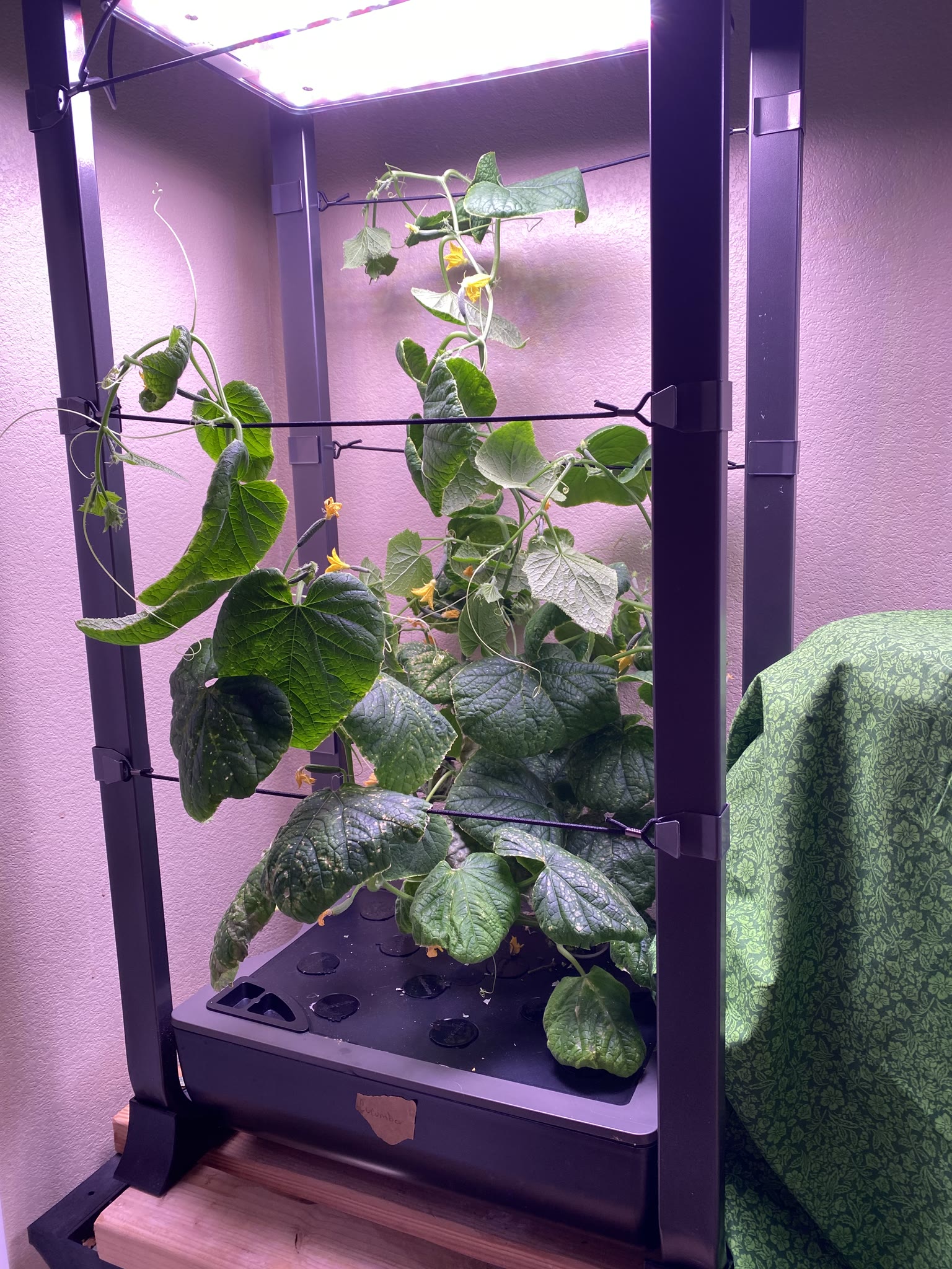 Update #10: Been a while since my last update!! It's been busy as always around here. Tomatoes!! The sprout is still doing g…