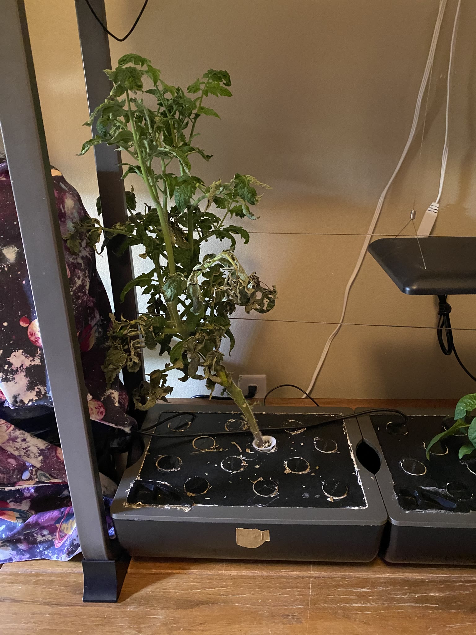 Update #9: The gardens are still mostly doing well!! The sedum pods are all up, though still very small But all of them hav…