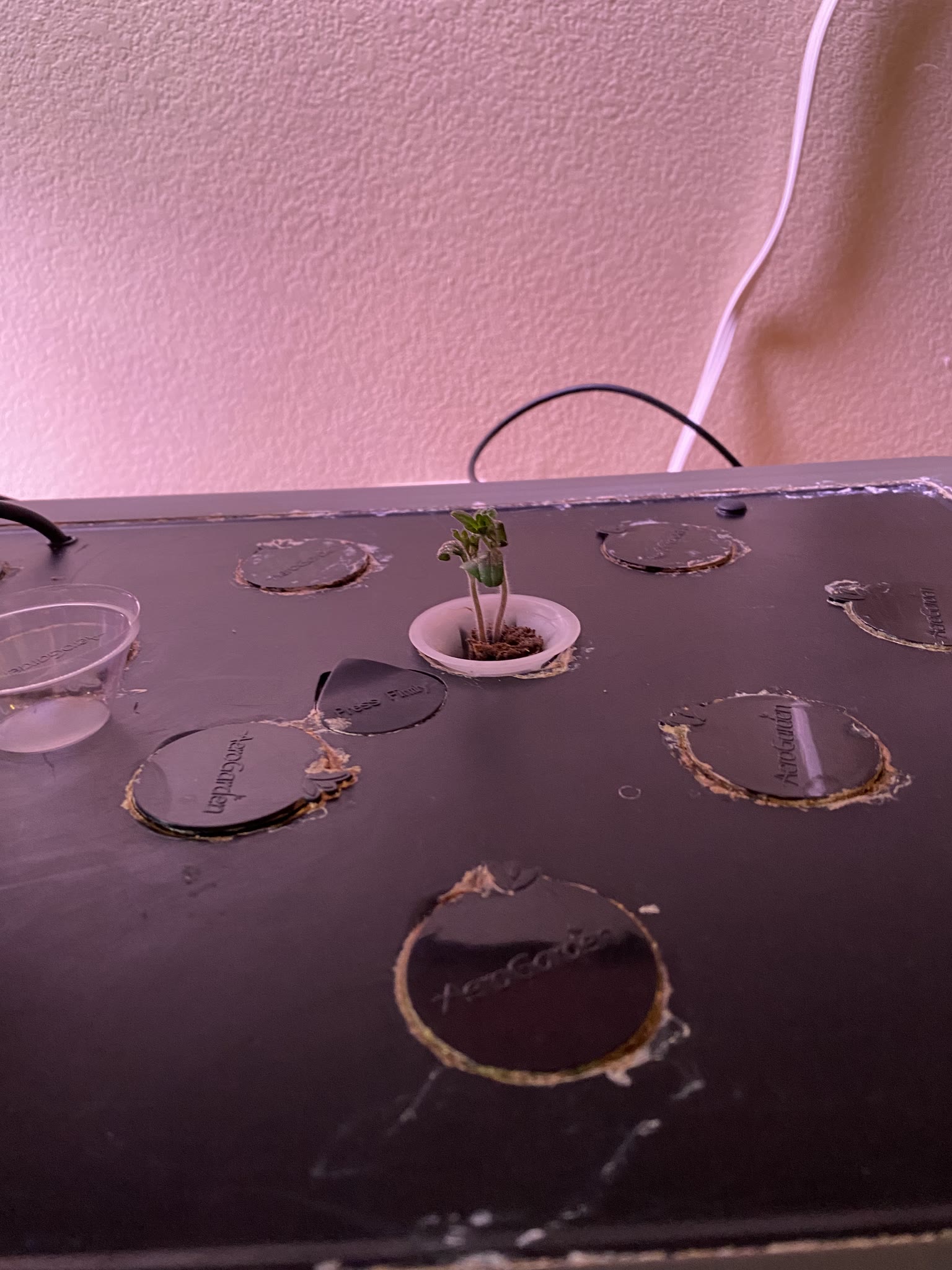 Update #7: The gardens are doing well!! Yesterday I watered and fed everything I wasn't going to replace. Today after I get…