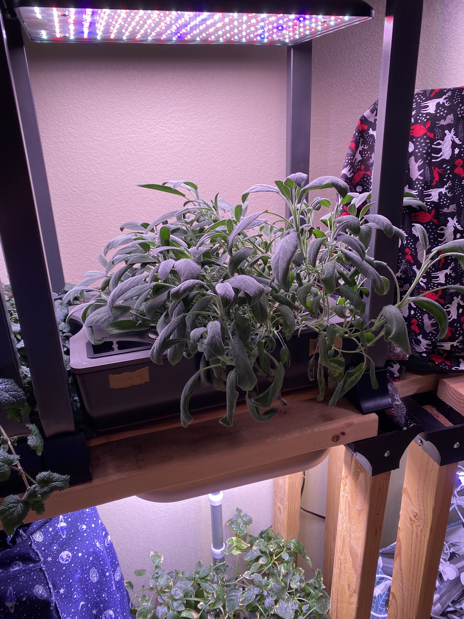 Update #11: Hello fellow AG'ers!! Been a while, between vacation and flipping to the night shift!! The cucumber has gotten h…