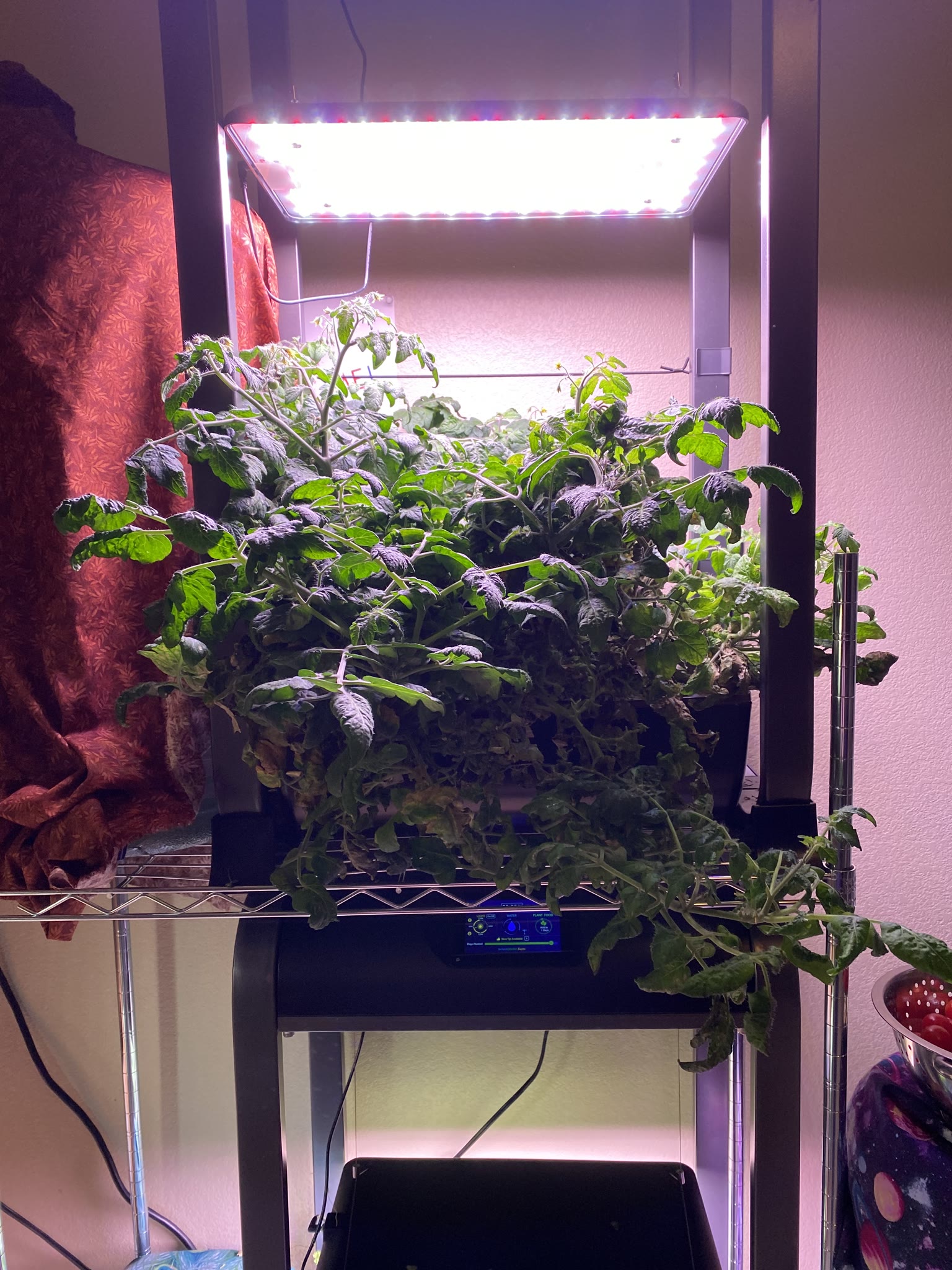 Update #7: The gardens are doing well!! Yesterday I watered and fed everything I wasn't going to replace. Today after I get…