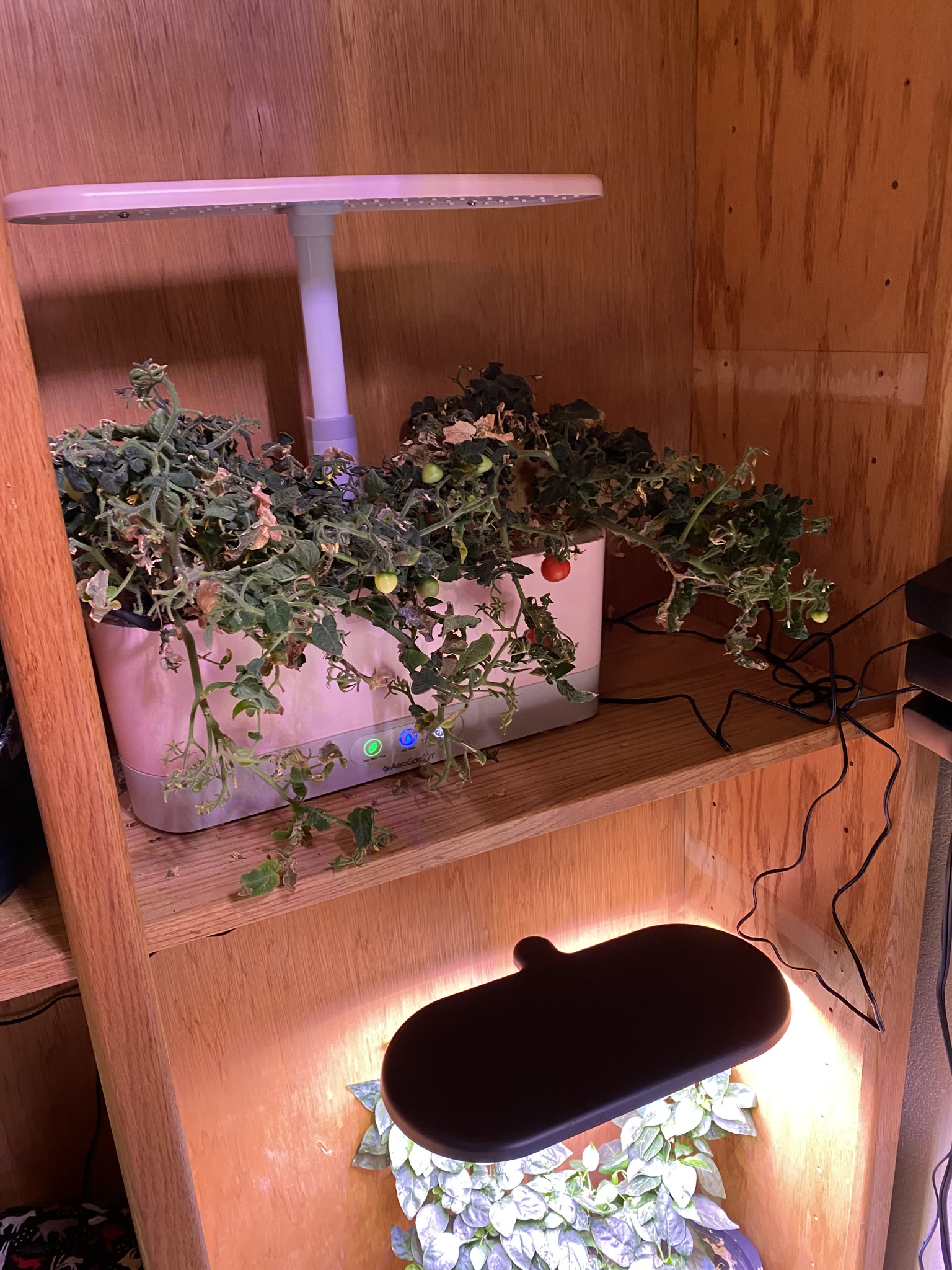 Update #7: The gardens are doing well!! Yesterday I watered and fed everything I wasn't going to replace. Today after I get…