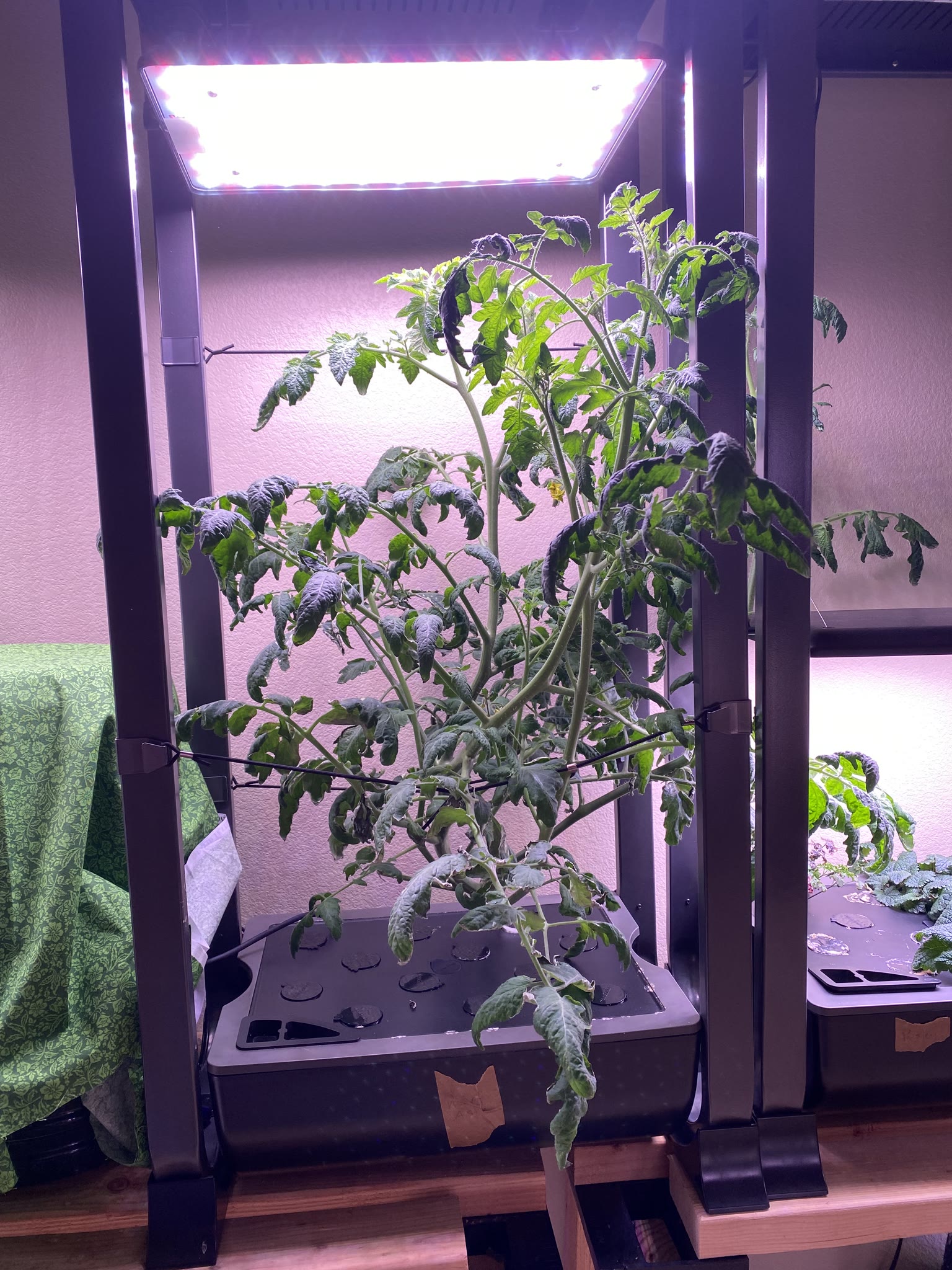 Update #10: Been a while since my last update!! It's been busy as always around here. Tomatoes!! The sprout is still doing g…