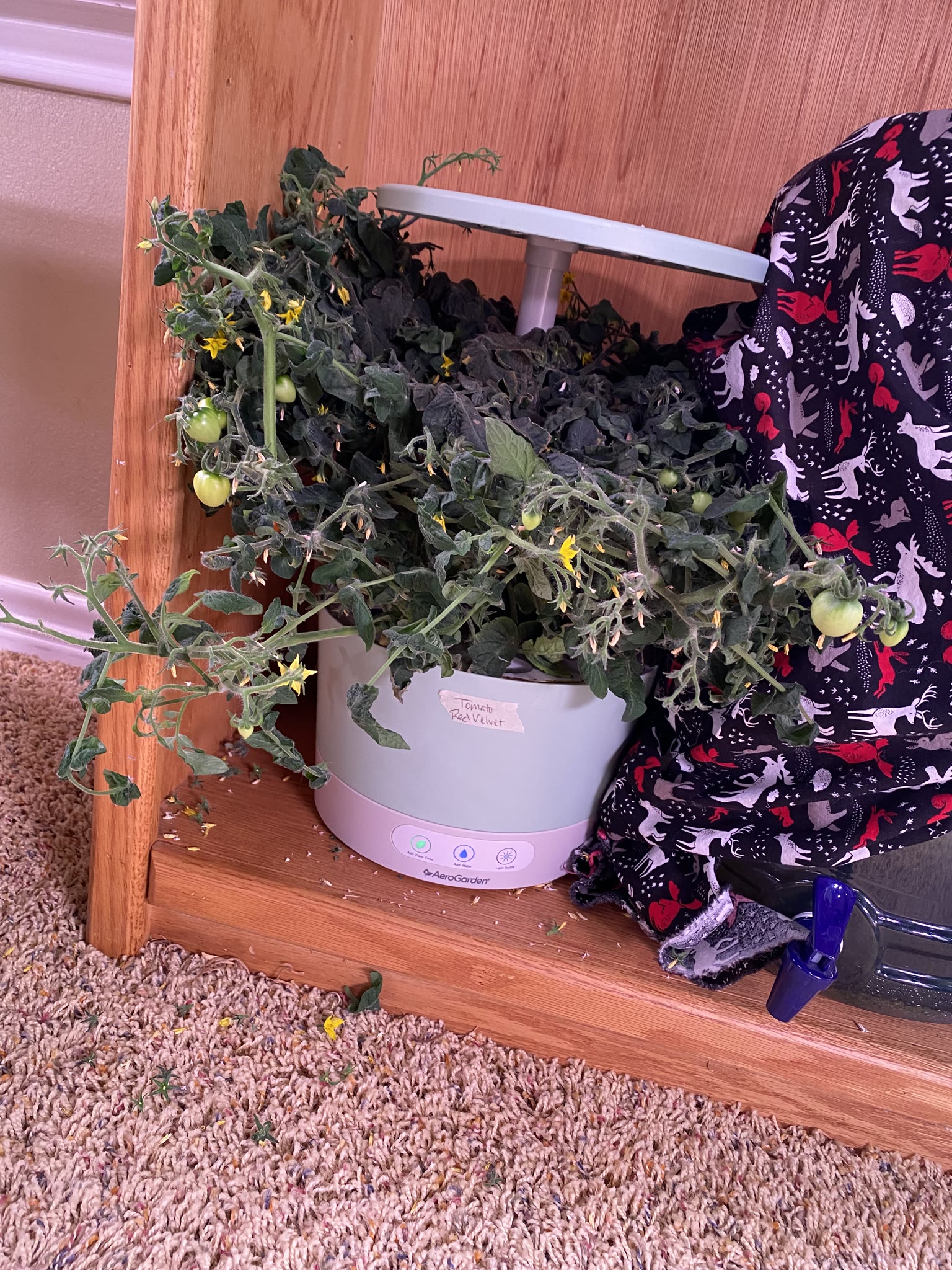 Update #6: Haven't had a ton of opportunity for photos and whatnot, but the gardens are doing really well!!! The strawberri…