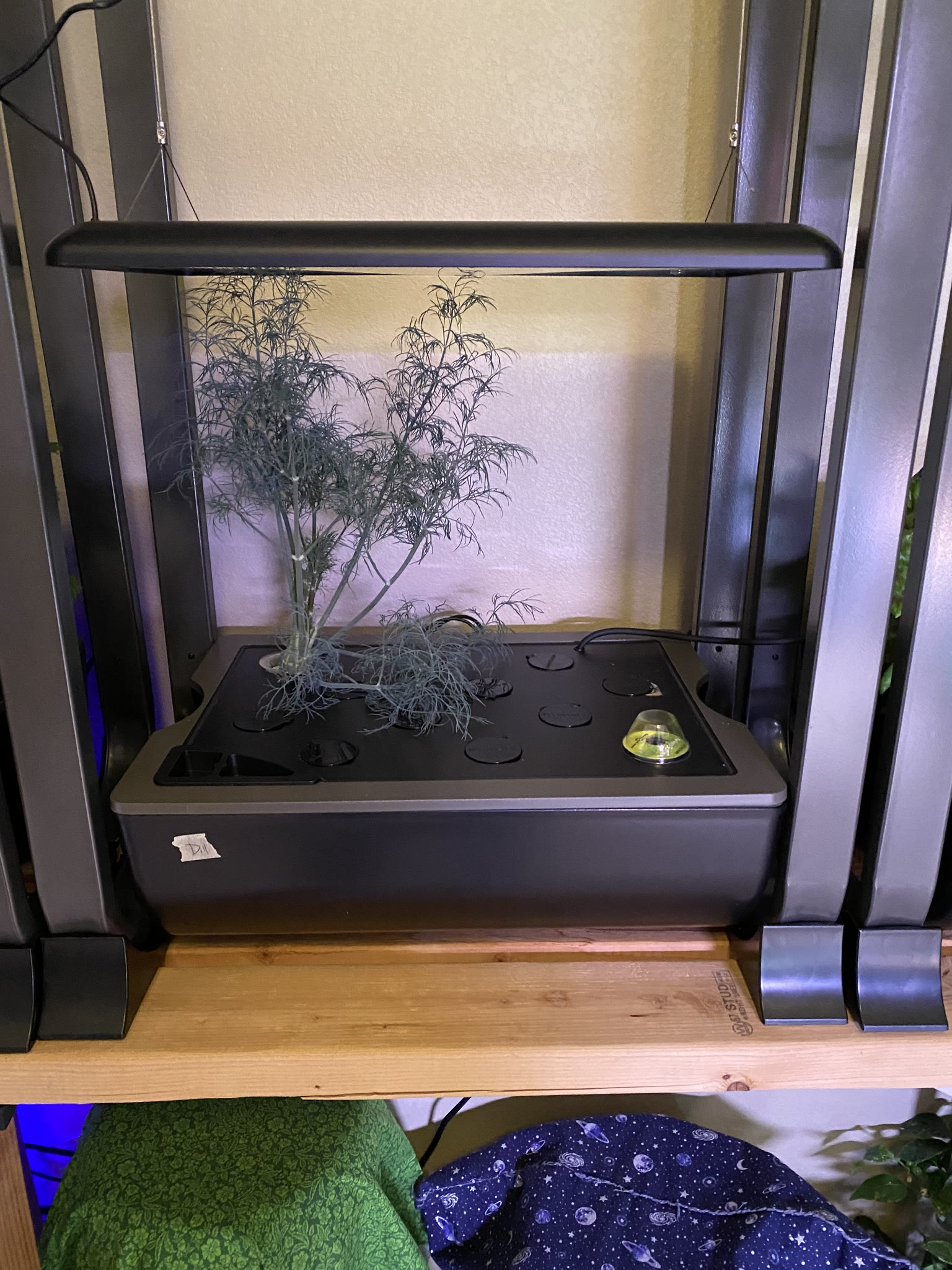 Update #7: The gardens are doing well!! Yesterday I watered and fed everything I wasn't going to replace. Today after I get…