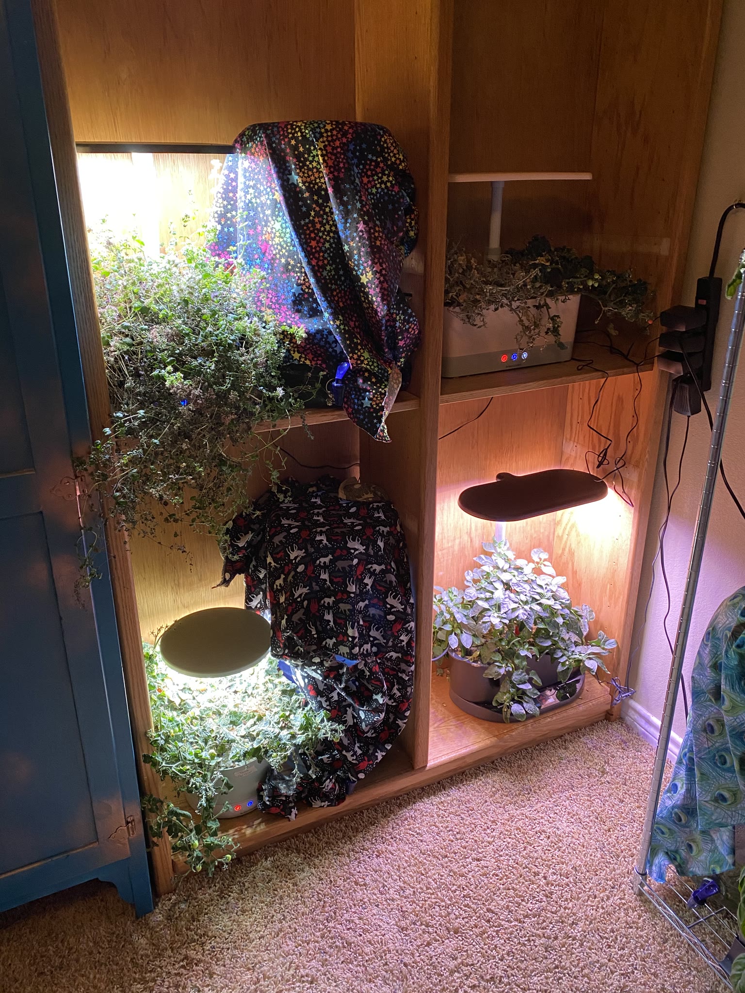 Update #9: The gardens are still mostly doing well!! The sedum pods are all up, though still very small But all of them hav…