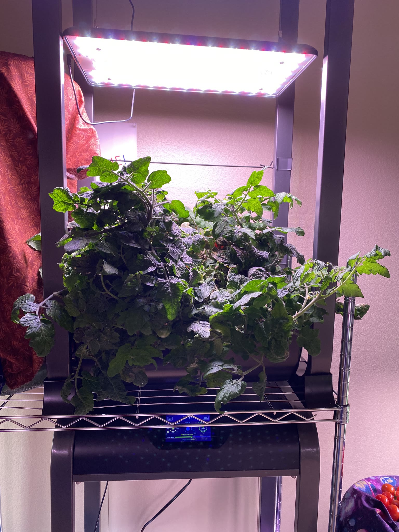Update #6: Haven't had a ton of opportunity for photos and whatnot, but the gardens are doing really well!!! The strawberri…