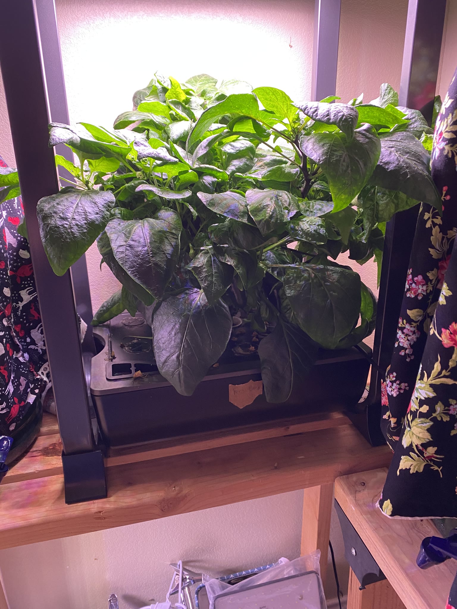 Update #13: Only 4 days in, and it's already been a busy new year!! Finally got a chance to mess with the gardens a bit. The…