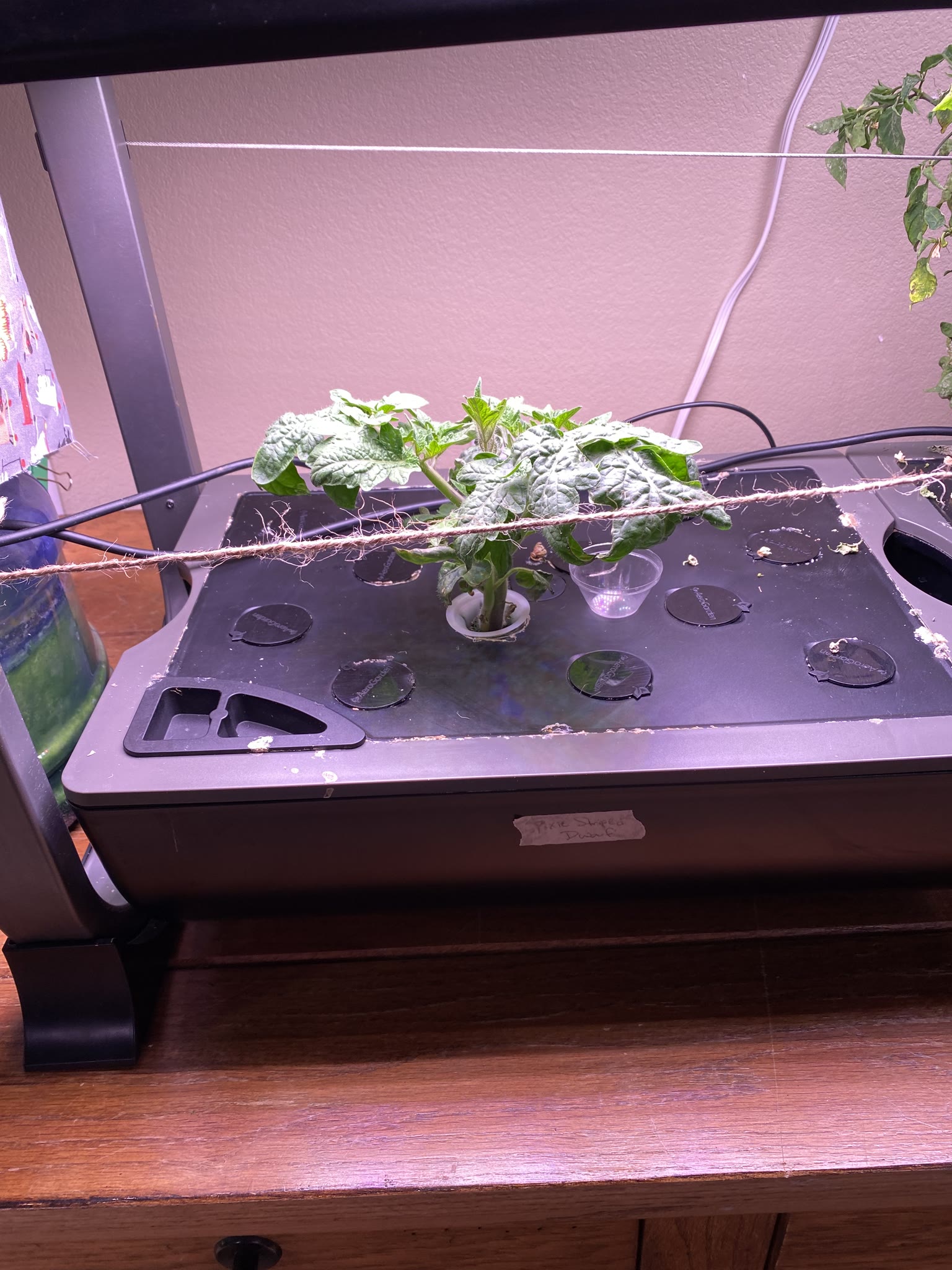 Update #13: Only 4 days in, and it's already been a busy new year!! Finally got a chance to mess with the gardens a bit. The…