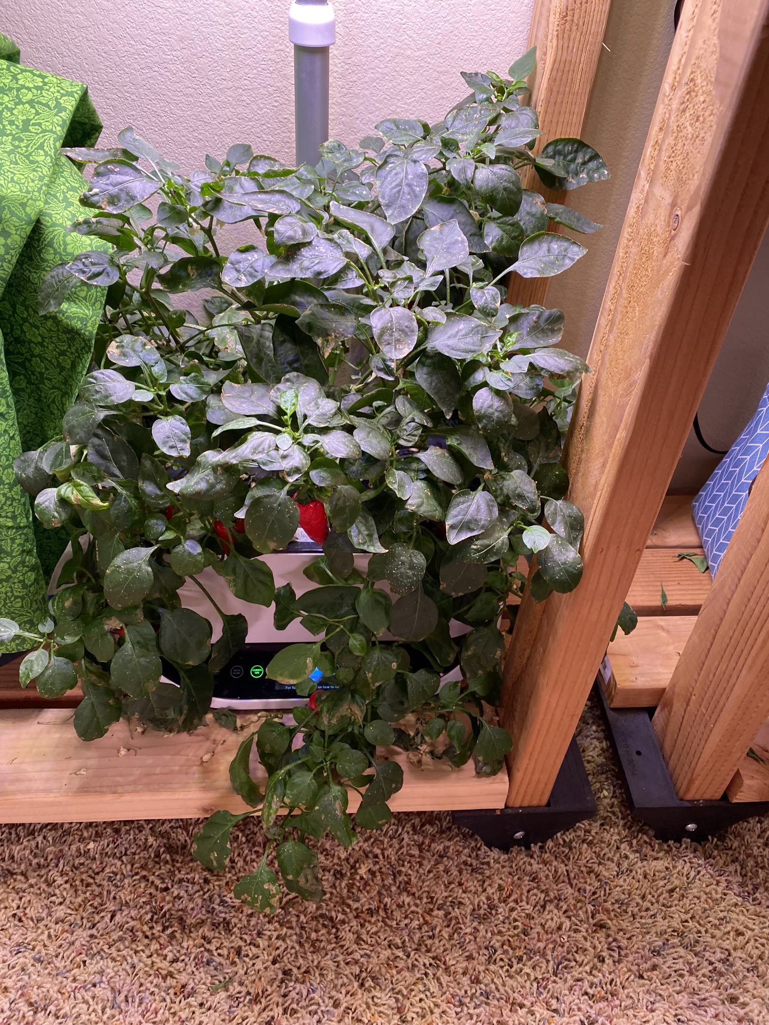 Update #8: Took out the strawberries, which were drying out and starting to die. The habanero also died suddenly. The rest …
