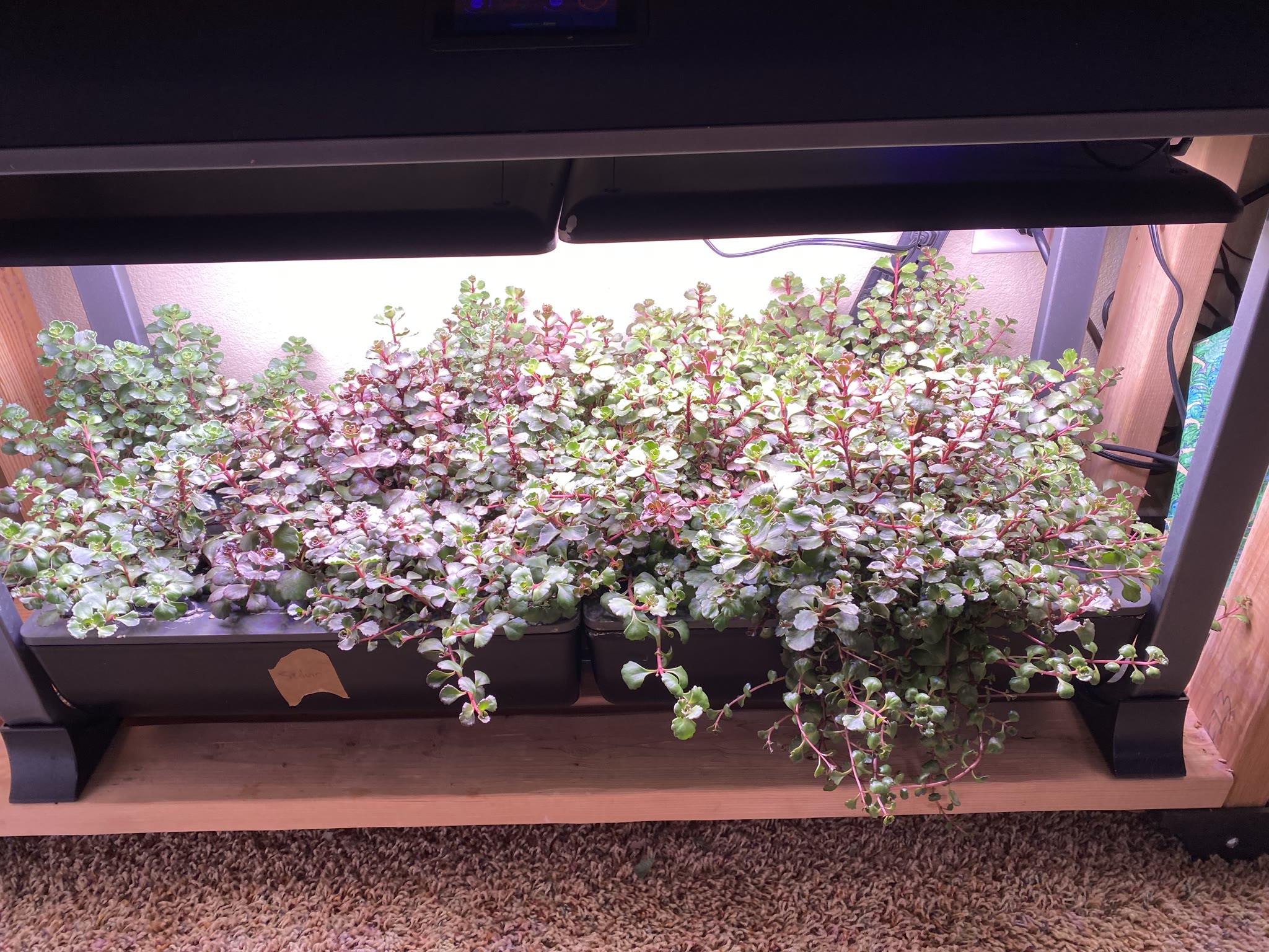 Update #11: Hello fellow AG'ers!! Been a while, between vacation and flipping to the night shift!! The cucumber has gotten h…