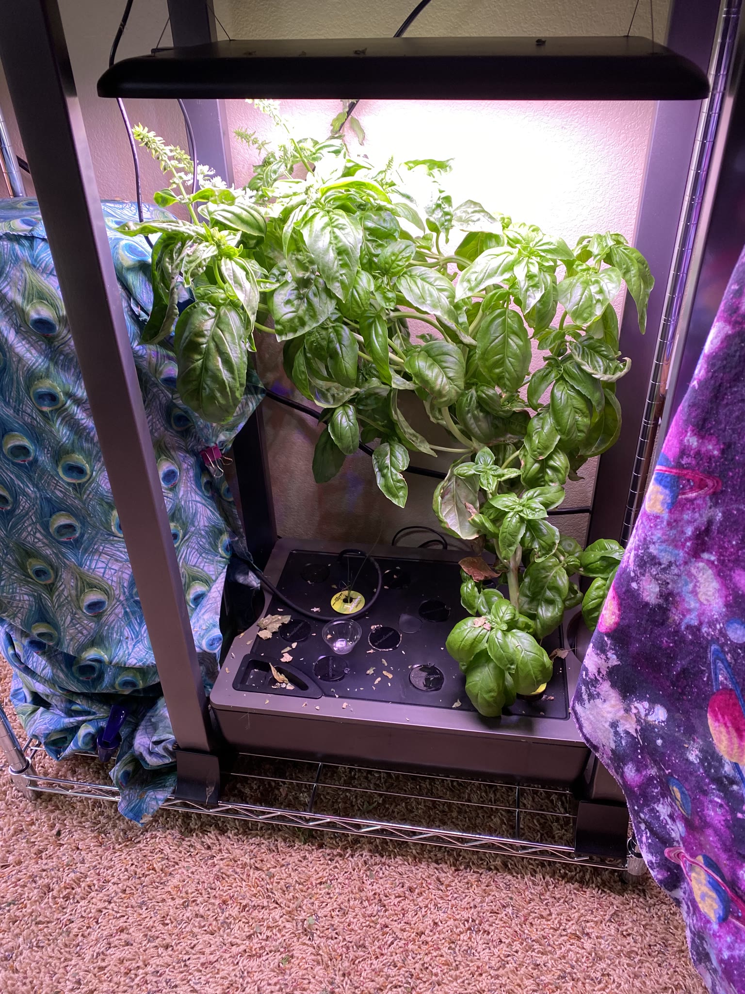 Update #7: The gardens are doing well!! Yesterday I watered and fed everything I wasn't going to replace. Today after I get…