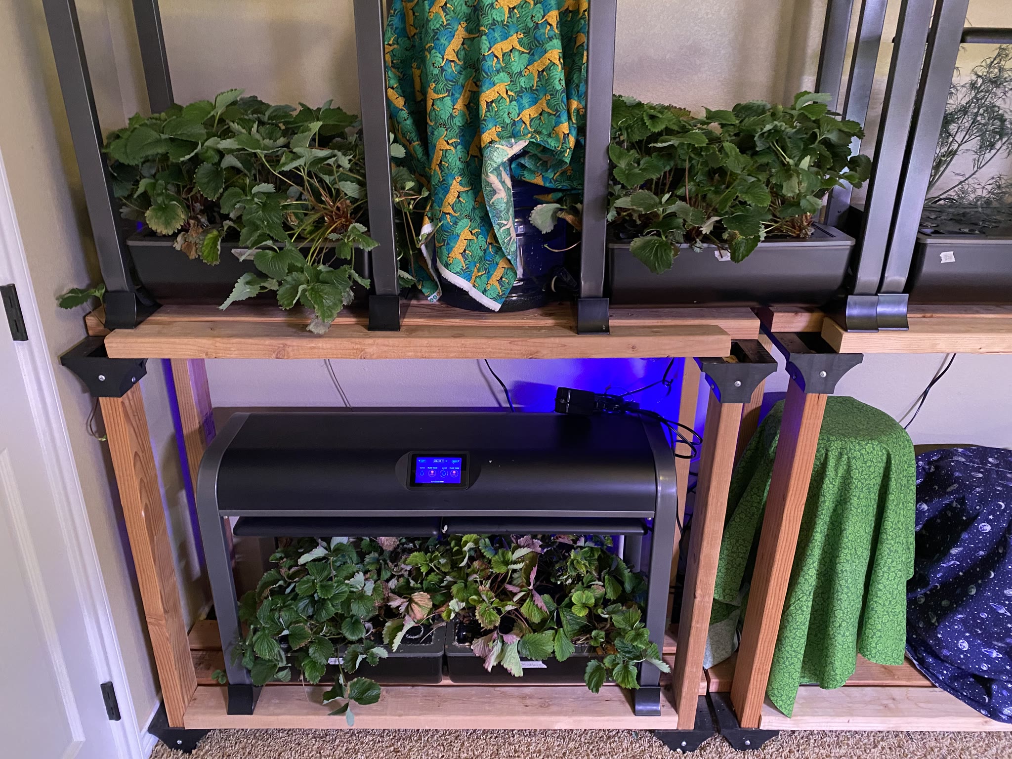 Update #7: The gardens are doing well!! Yesterday I watered and fed everything I wasn't going to replace. Today after I get…