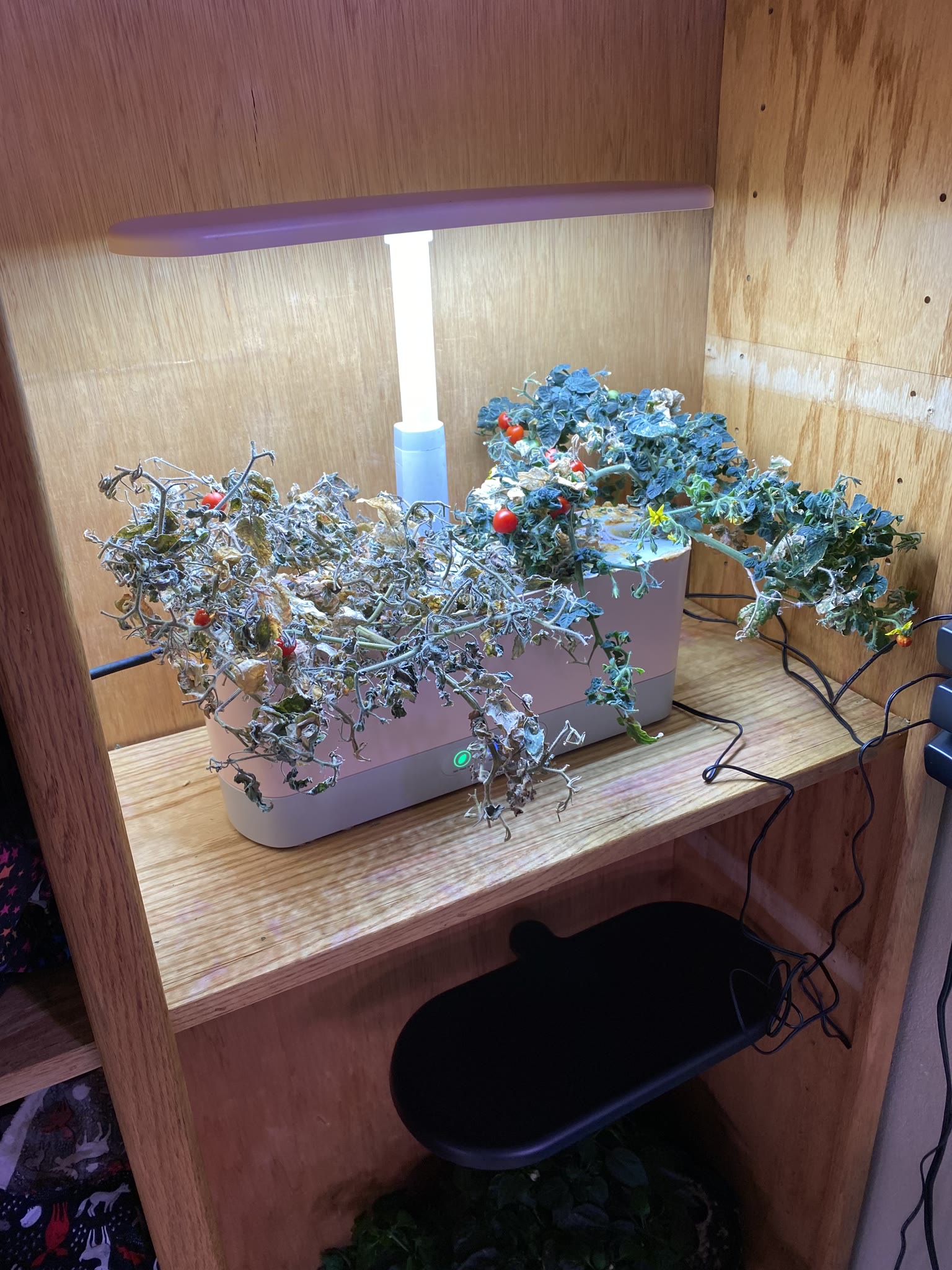 Update #8: Took out the strawberries, which were drying out and starting to die. The habanero also died suddenly. The rest …