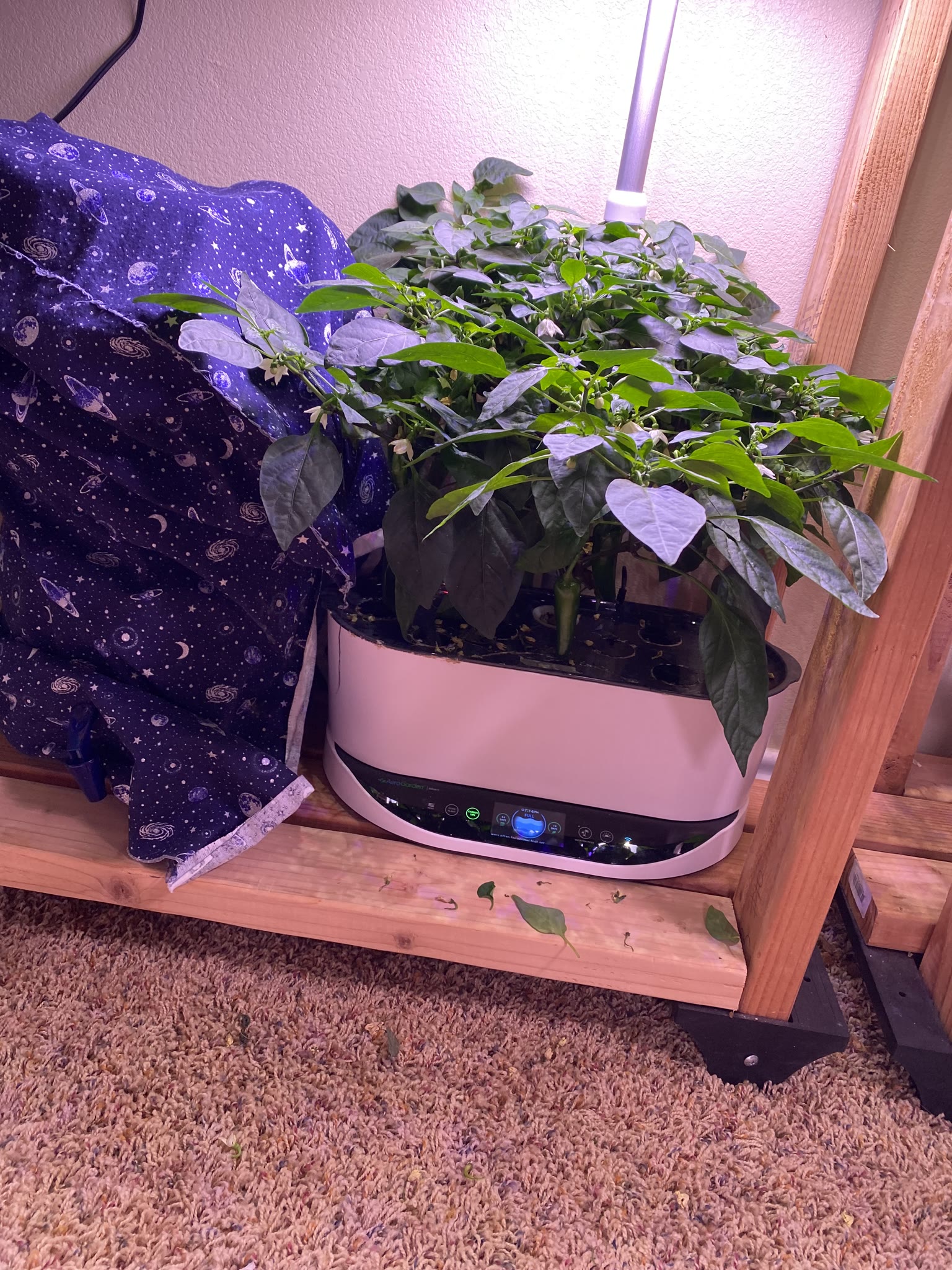 Update #6: Haven't had a ton of opportunity for photos and whatnot, but the gardens are doing really well!!! The strawberri…