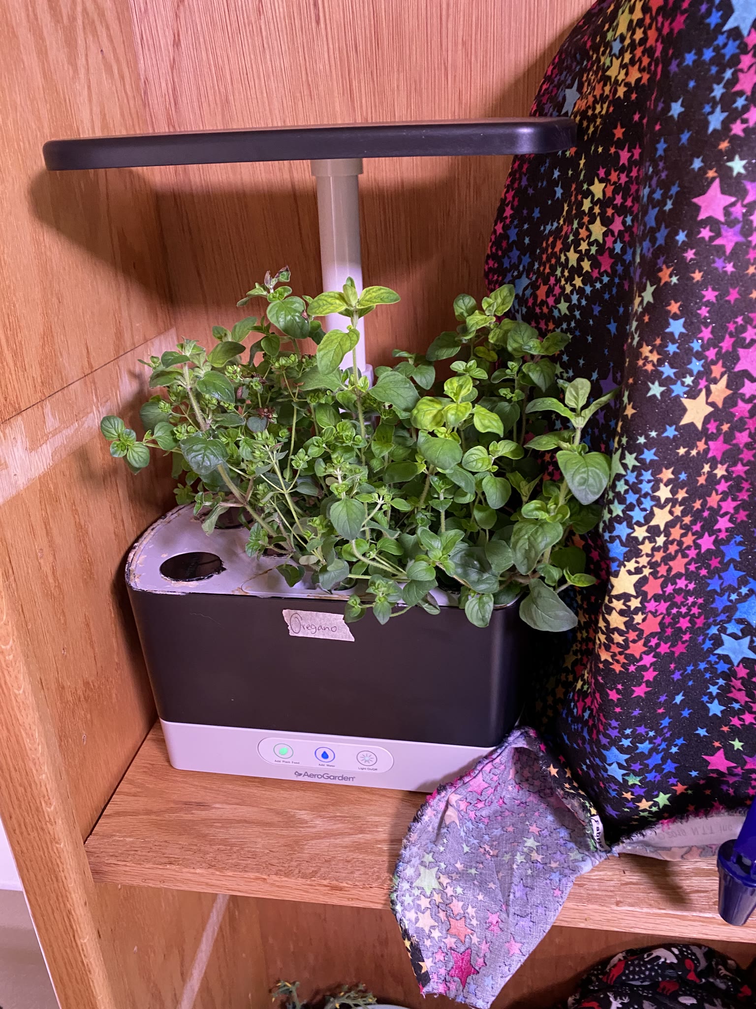 Update #4: It's been a busy several weeks, but the gardens are mostly doing well!! Tomatoes: Re-planted the dill and rosema…