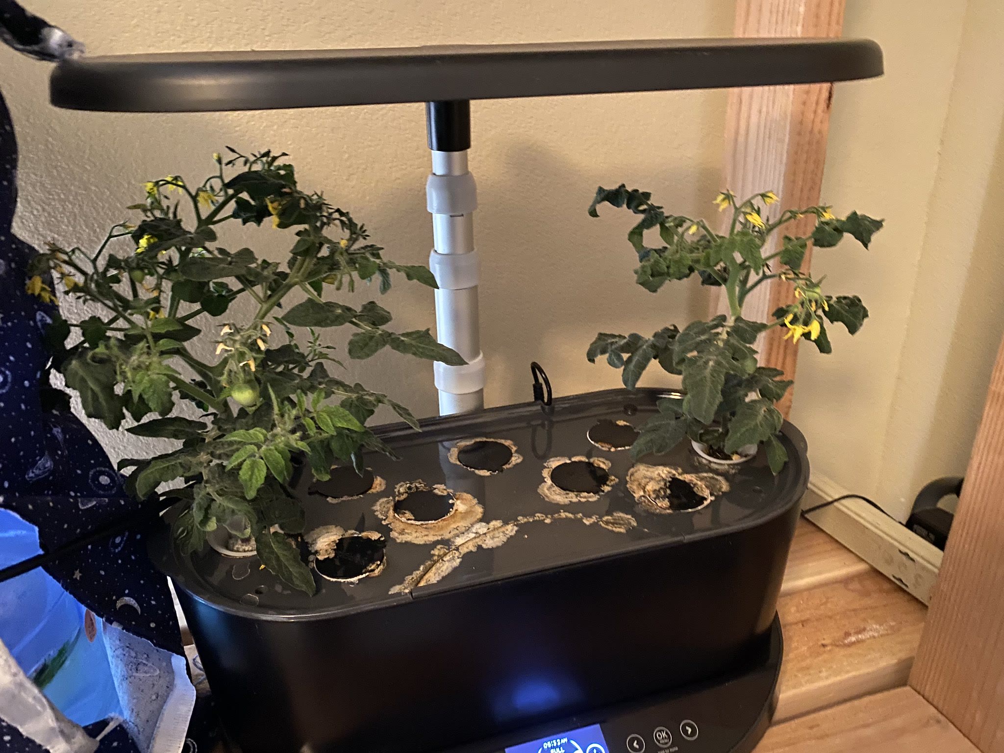 Update #7: Tomatoes are forming!!These plants haven't gotten taller at all lol, I love how compact they are!!