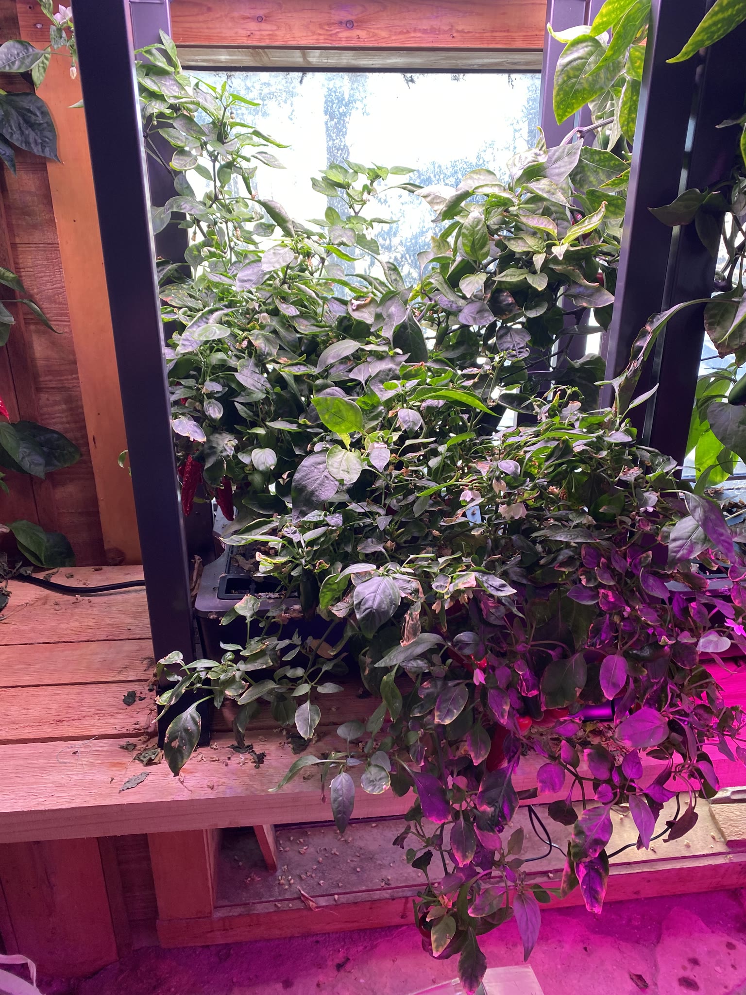 Update #8: Well, some things happened with work that delayed the process, but I finally have my gardens back!! Moving them …