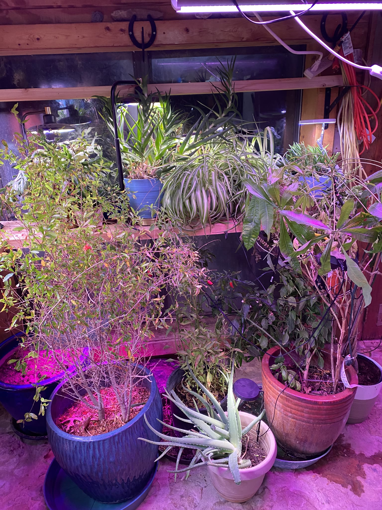 Update #7: The plants have successfully been transferred to my parents house, and seem to be doing well!! Now I'm doing dis…
