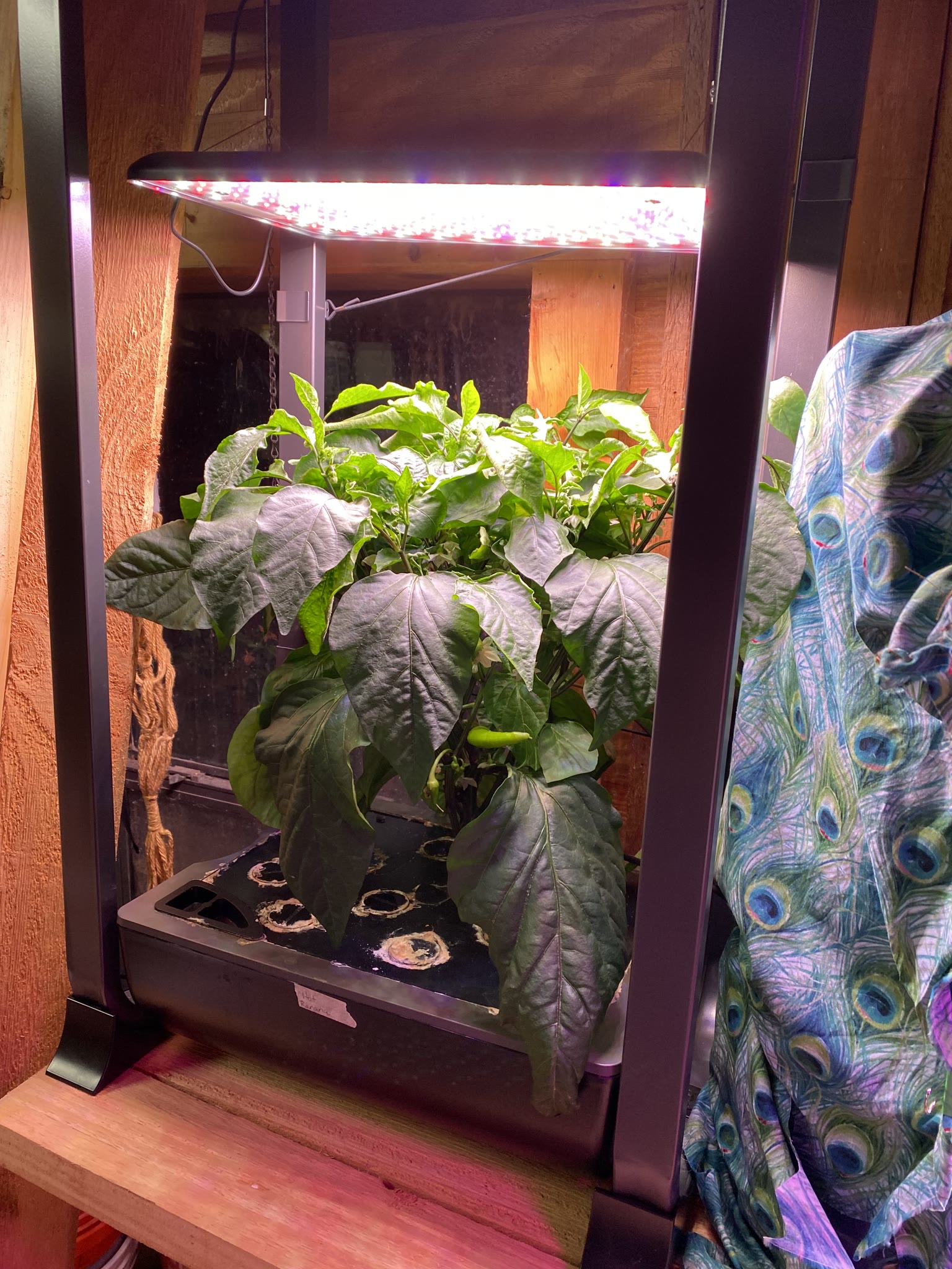 Update #7: The plants have successfully been transferred to my parents house, and seem to be doing well!! Now I'm doing dis…