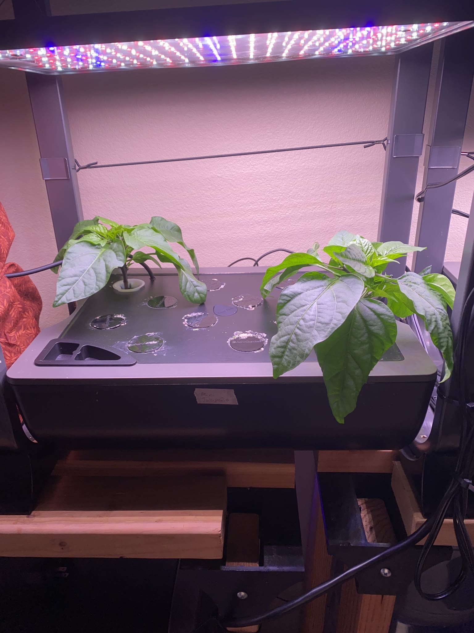 Update #3: Had a productive morning for gardening!! I'm really glad I only started 4 gardens though, because the week after…