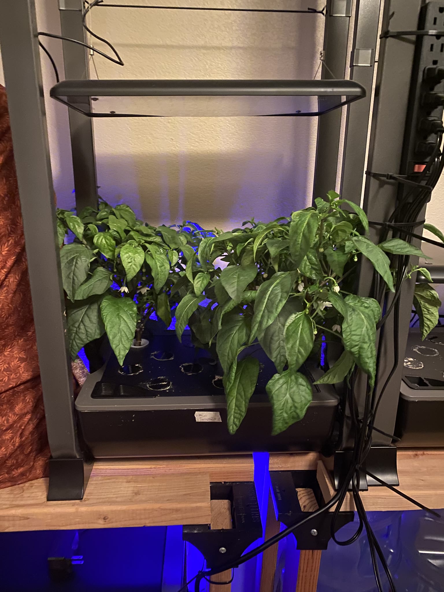 Update #4: The plants are doing really well! Going to keep these guys going for as long as I can before the move. Hoping to…