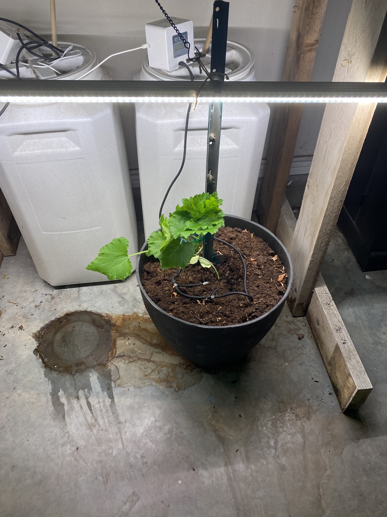 Update #3: Had a productive morning for gardening!! I'm really glad I only started 4 gardens though, because the week after…