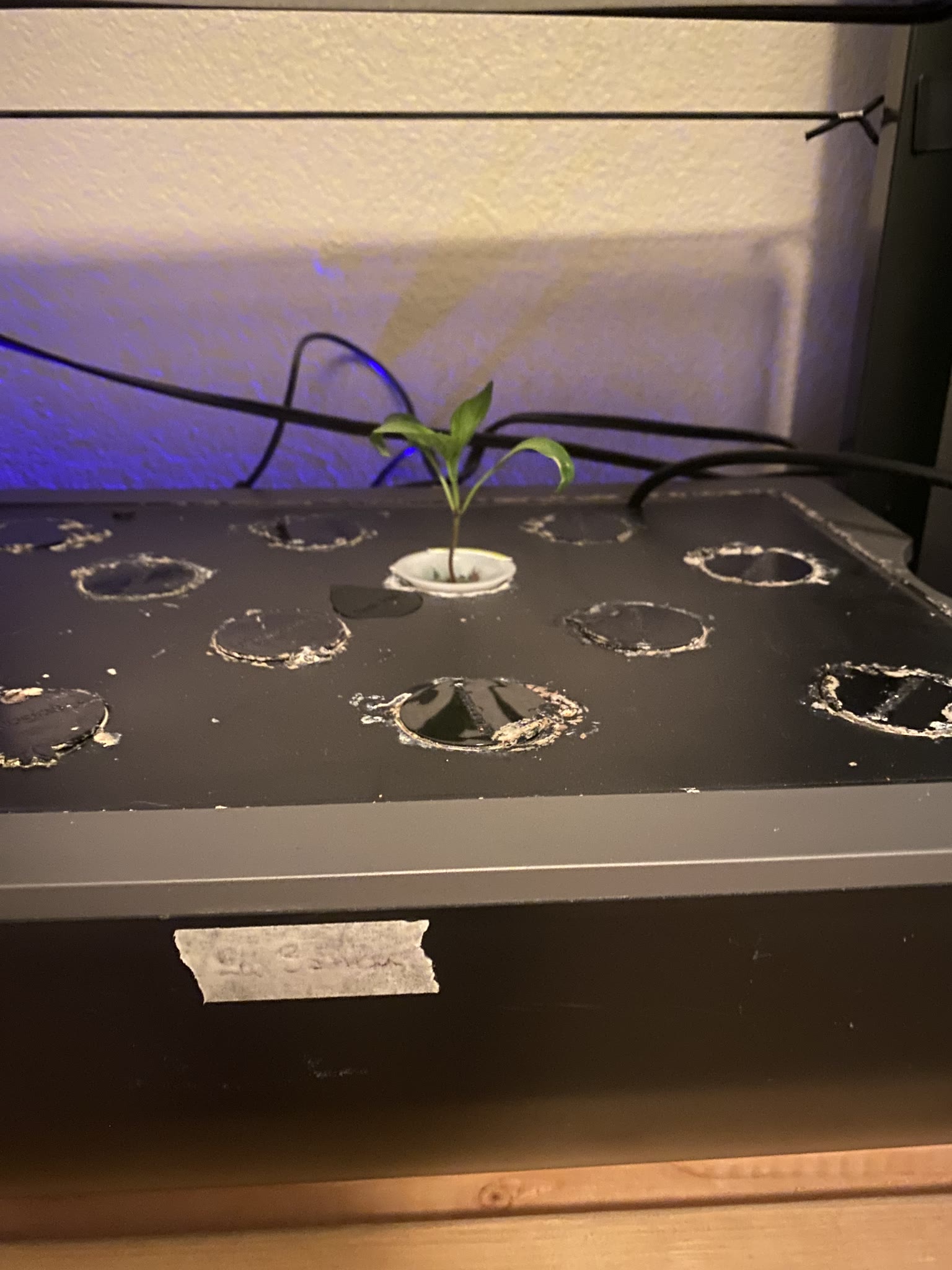 Update #4: The plants are doing really well! Going to keep these guys going for as long as I can before the move. Hoping to…