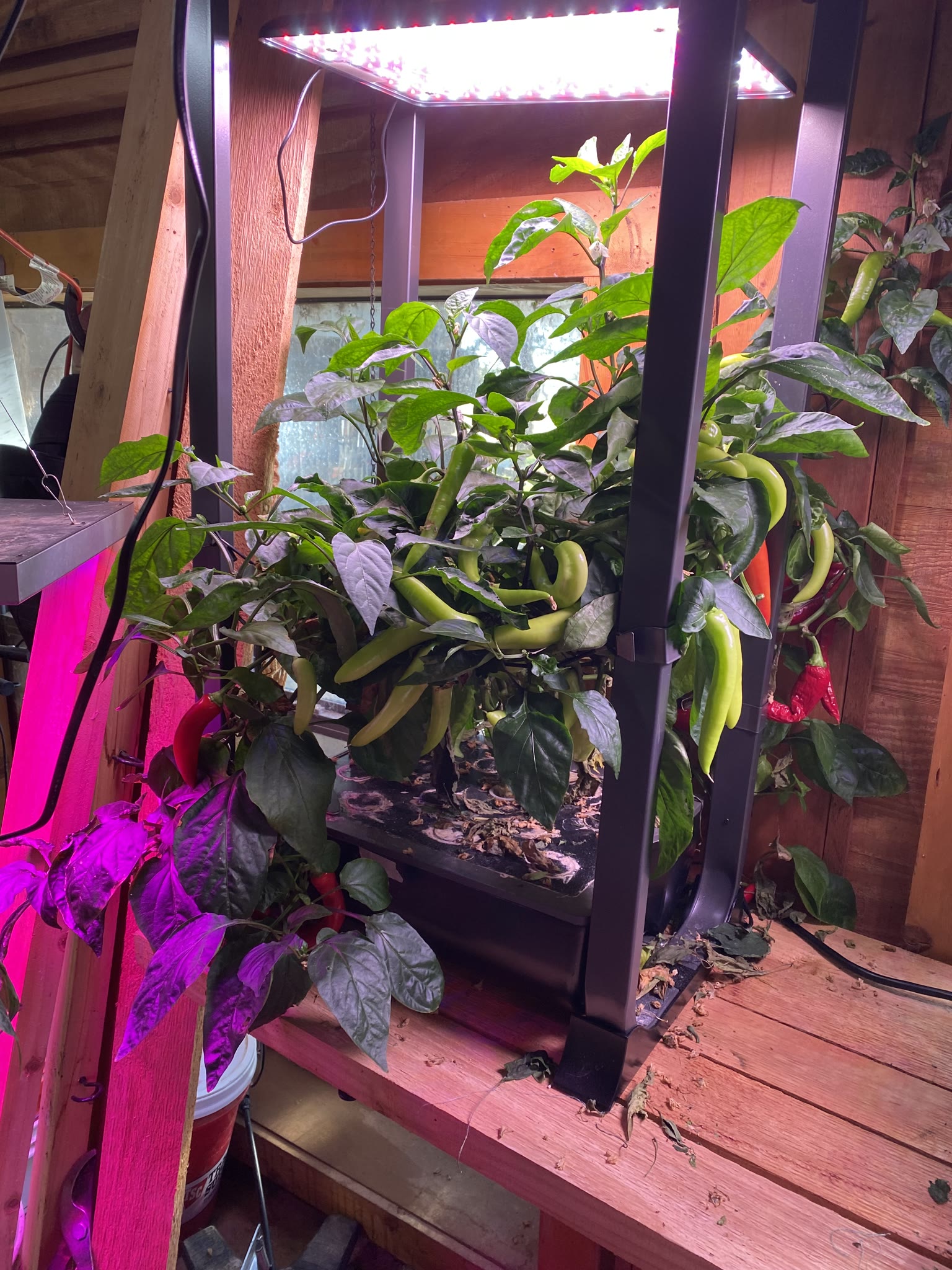 Update #8: Well, some things happened with work that delayed the process, but I finally have my gardens back!! Moving them …