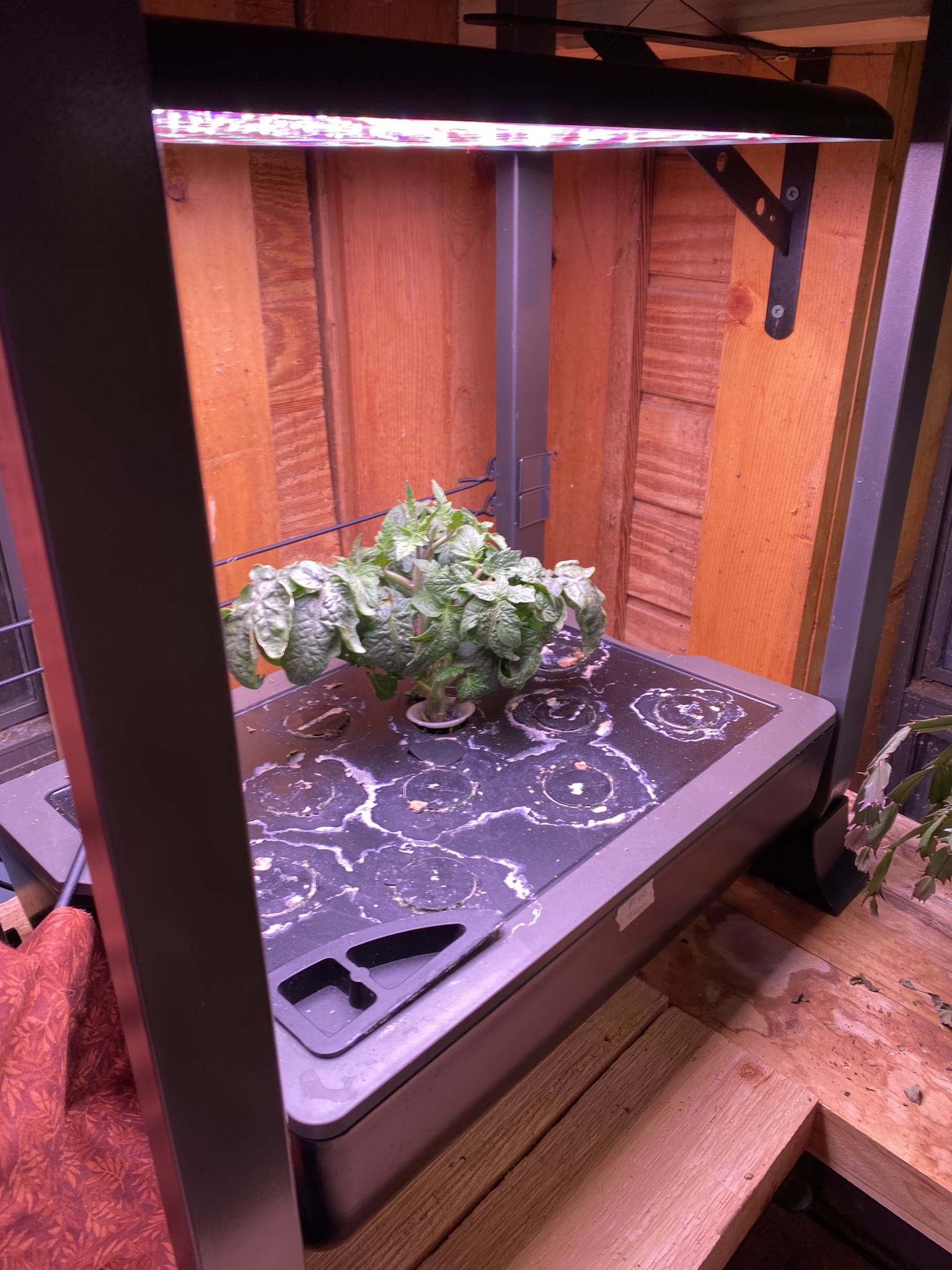 Update #7: The plants have successfully been transferred to my parents house, and seem to be doing well!! Now I'm doing dis…