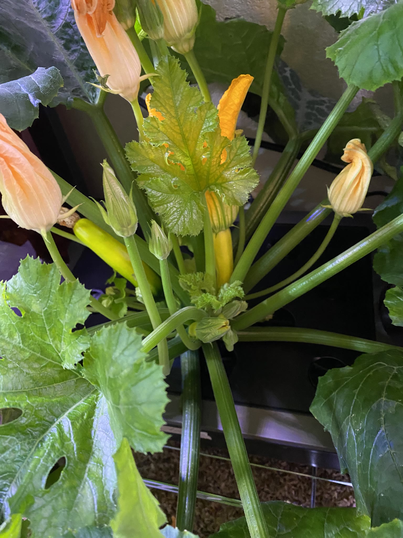 Update #4: This plant has gotten HUGE since I last posted about it!! And there are zucchinis starting!!