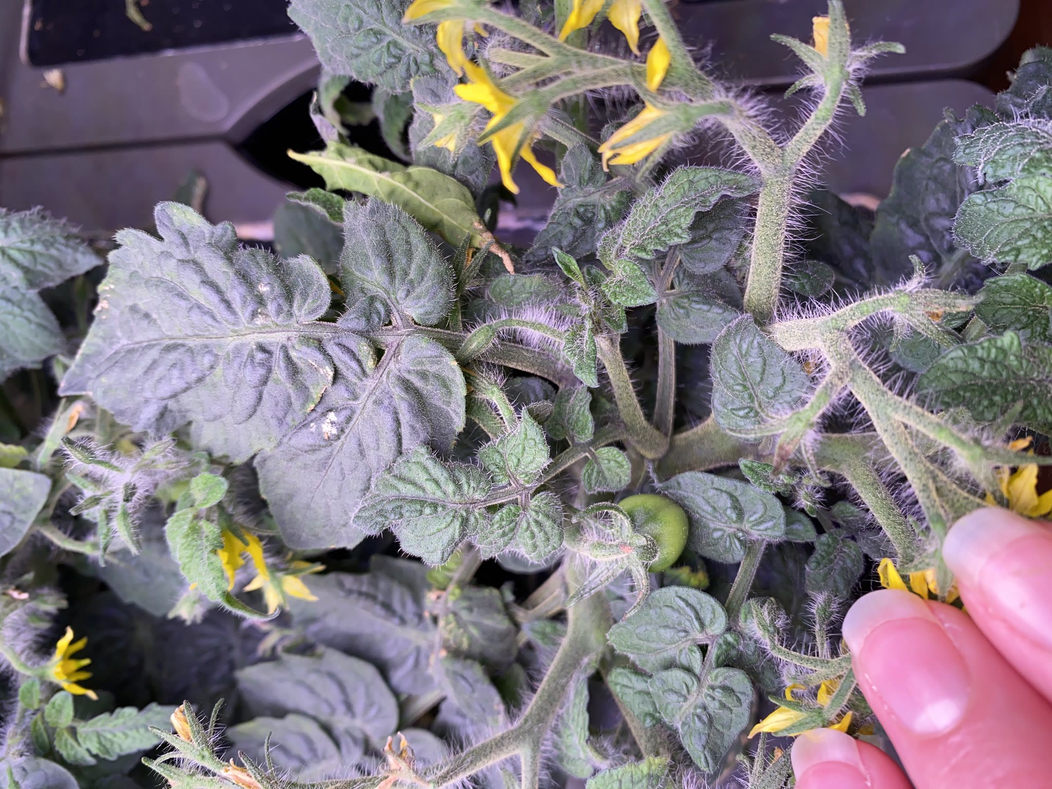 Update #32: The tomatoes are still amazing!! I've even got a baby tomato already!